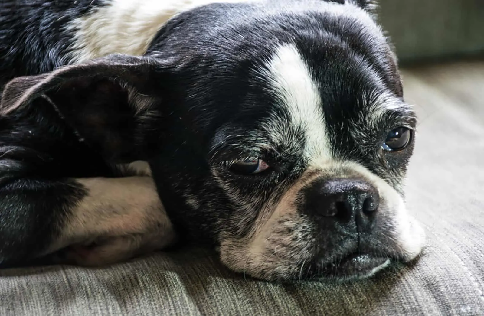 senior boston terrier dog lying on the couch