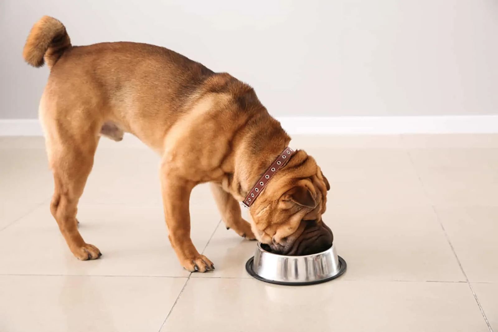 shar pei eating from a bowl