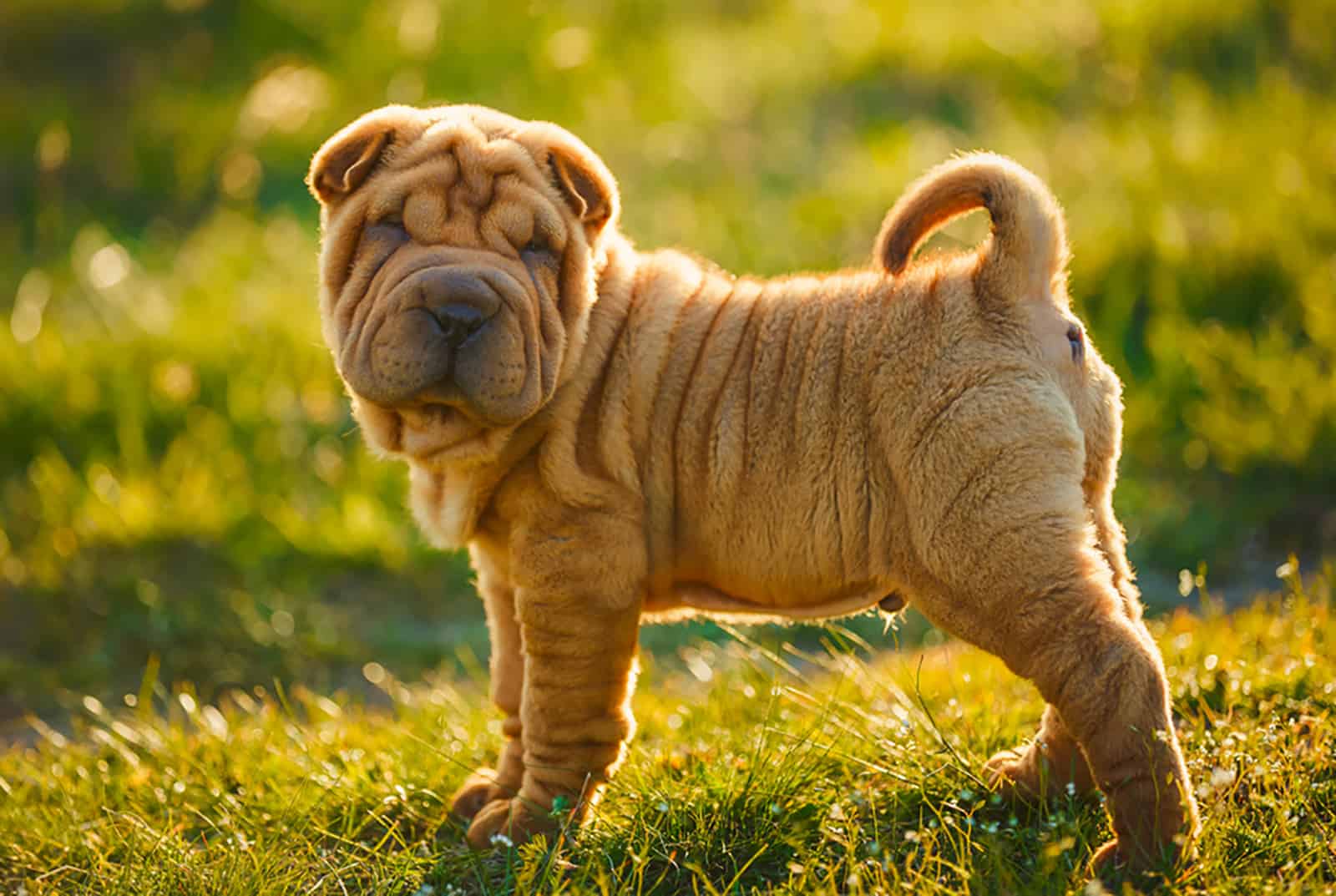 shar pei puppy standing on the lawn