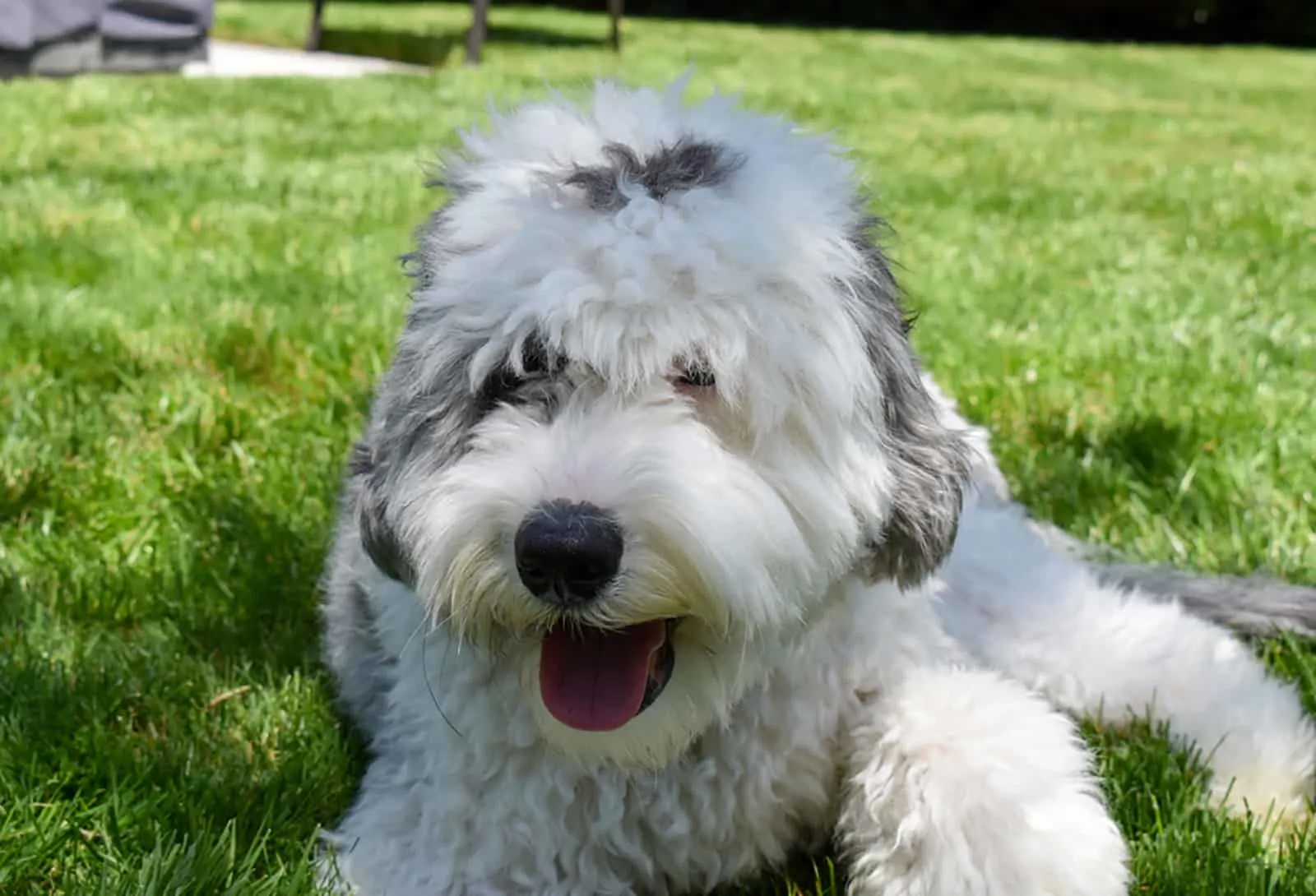 sheepadoodle dog lying on the grass