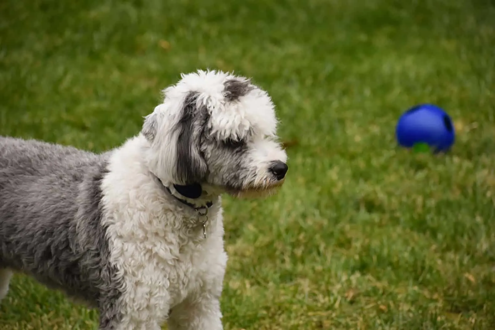 sheepadoodle puppy standing on the grasssheepadoodle puppy standing on the grass in the park