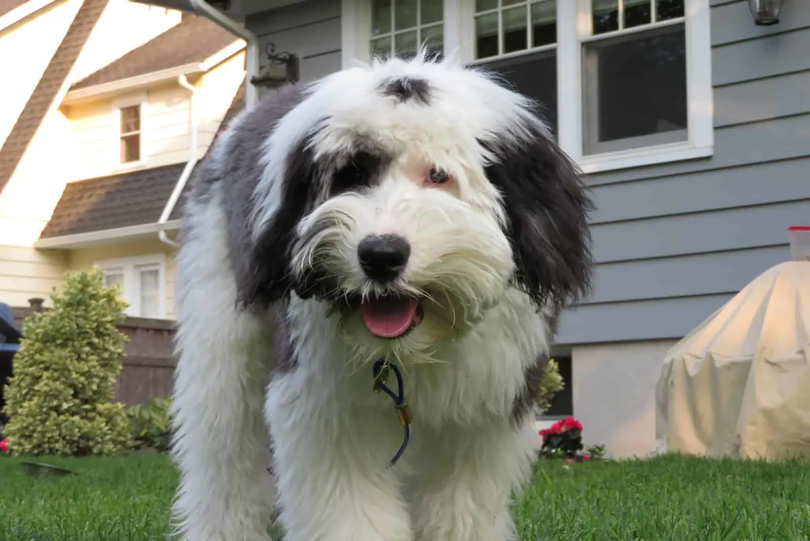 sheepadoodle puppy standing on the grass