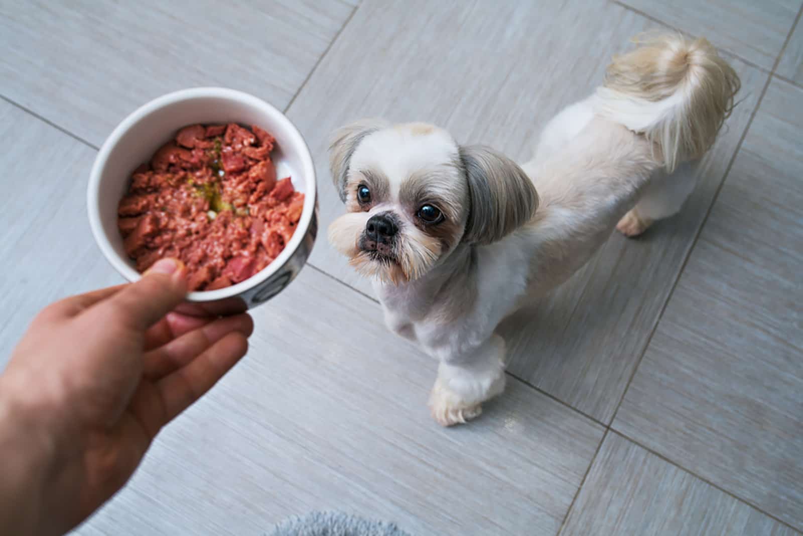 shih tzu dog getting food from owner