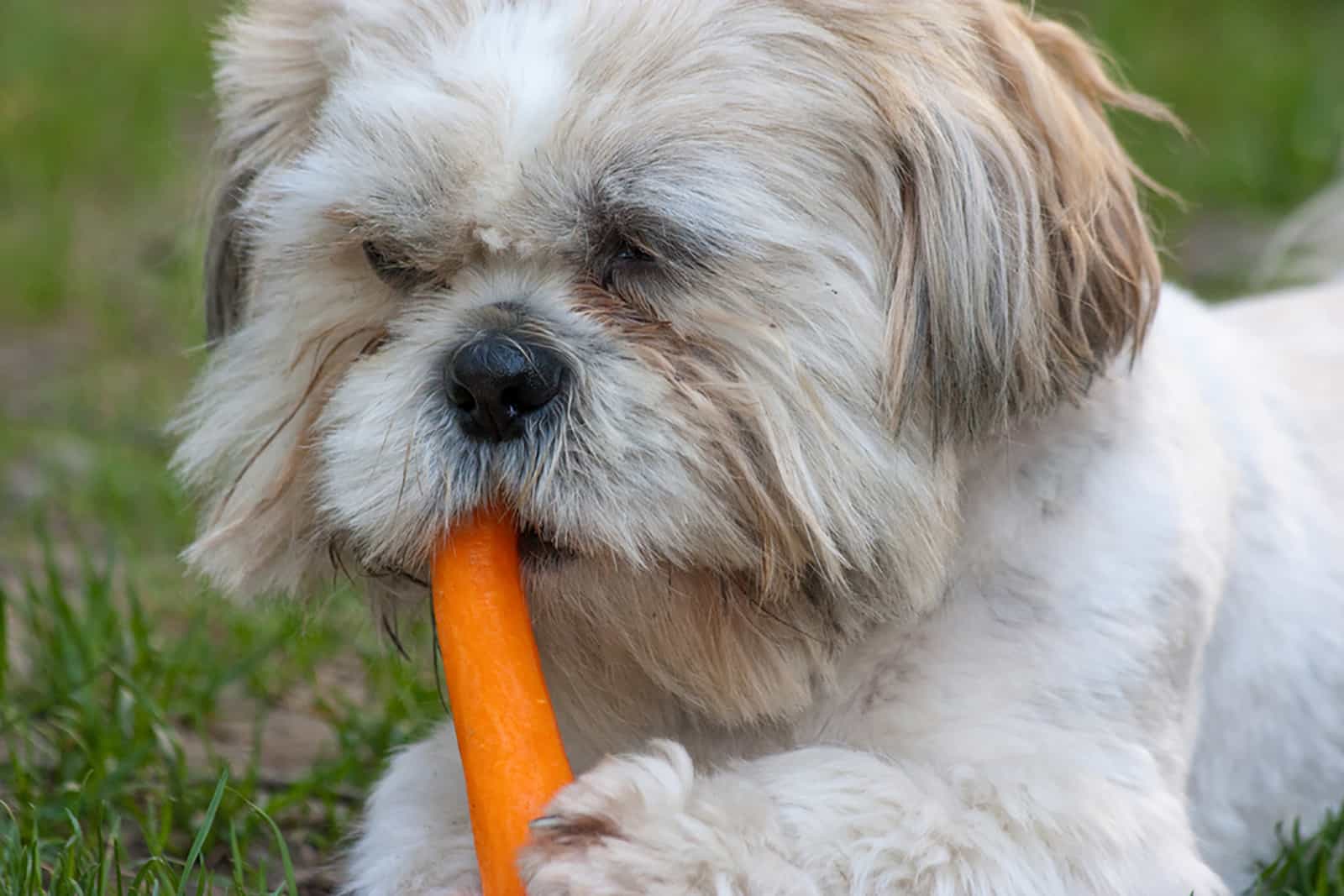 shih tzu with carrot outdoors