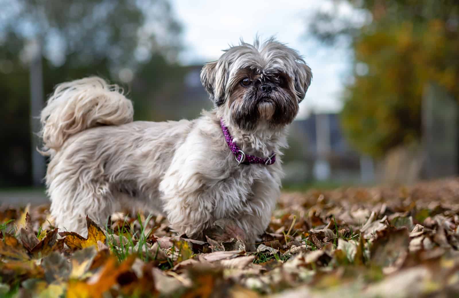 shih tzu in the park