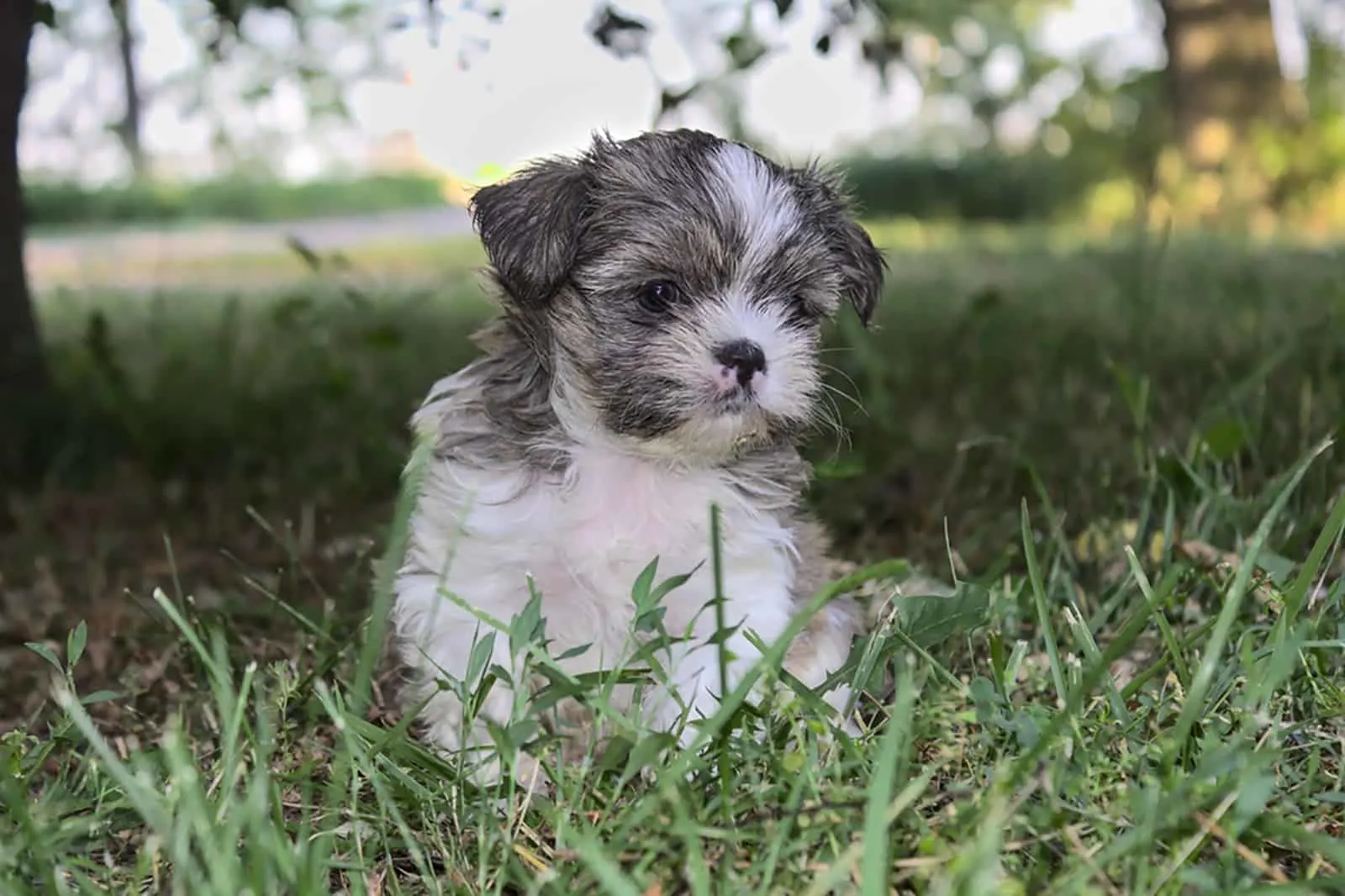 shorkie dog sitting in the grass