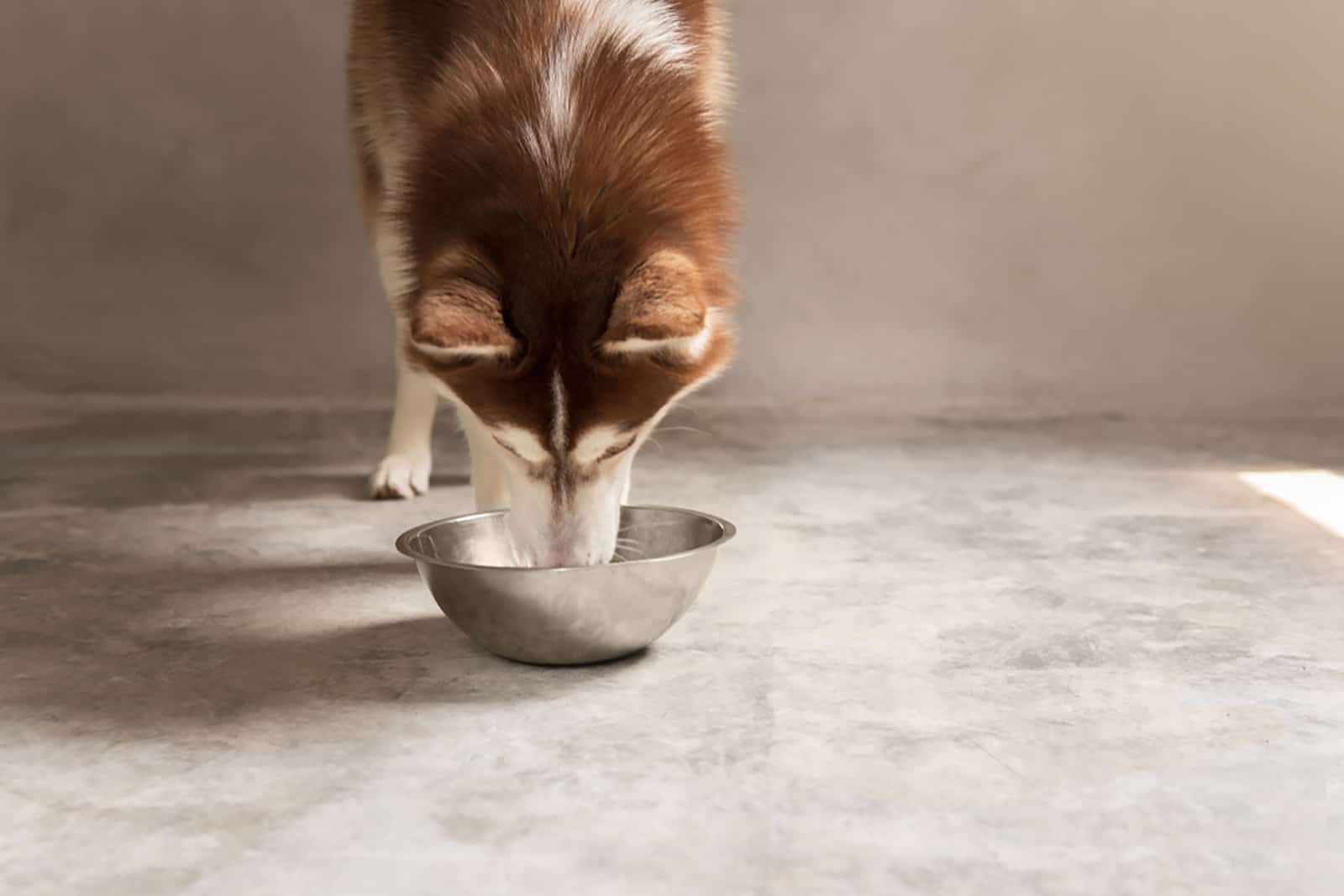 siberian husky eating food from a metal bowl