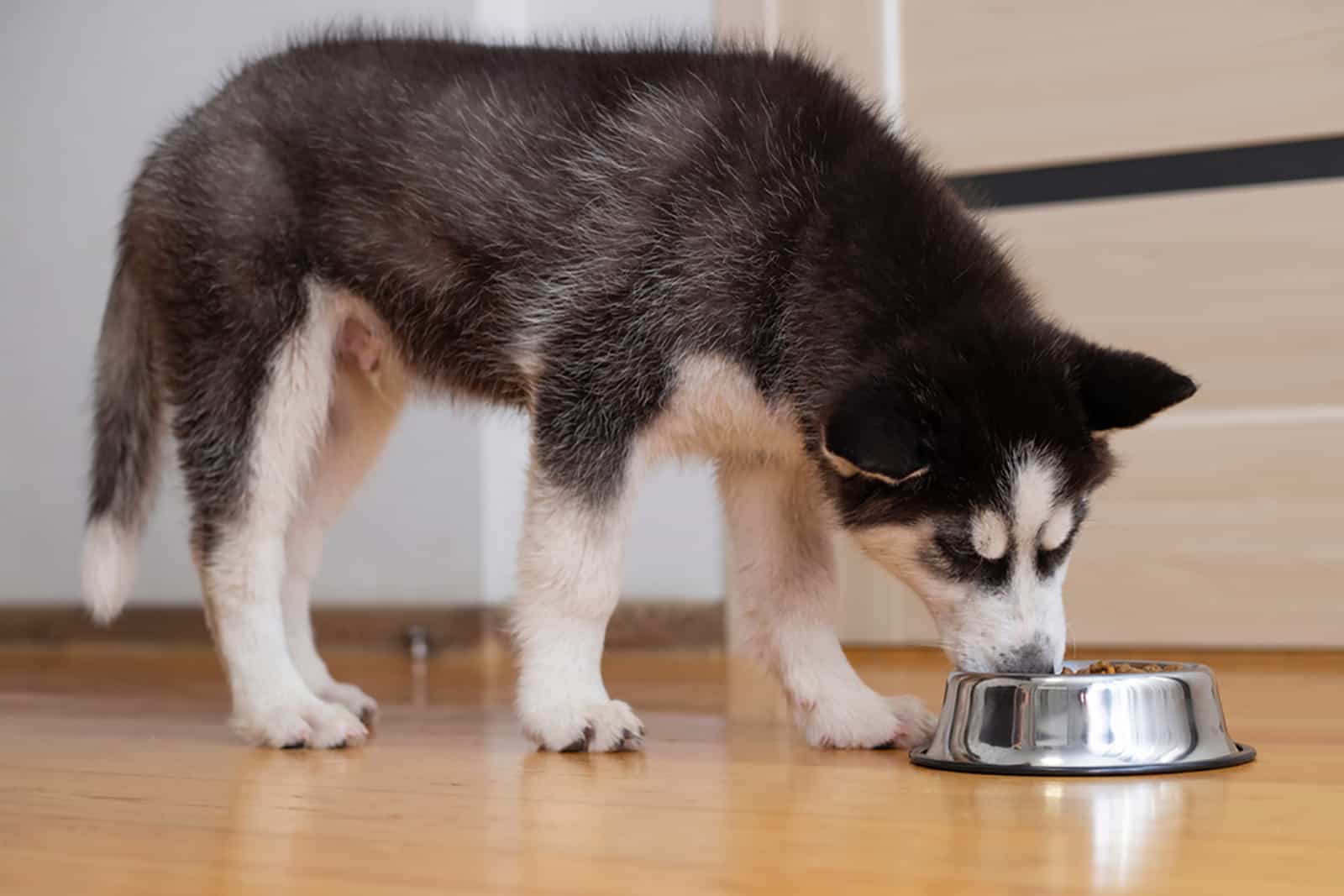 siberian husky eating rom the metal bowl indoors