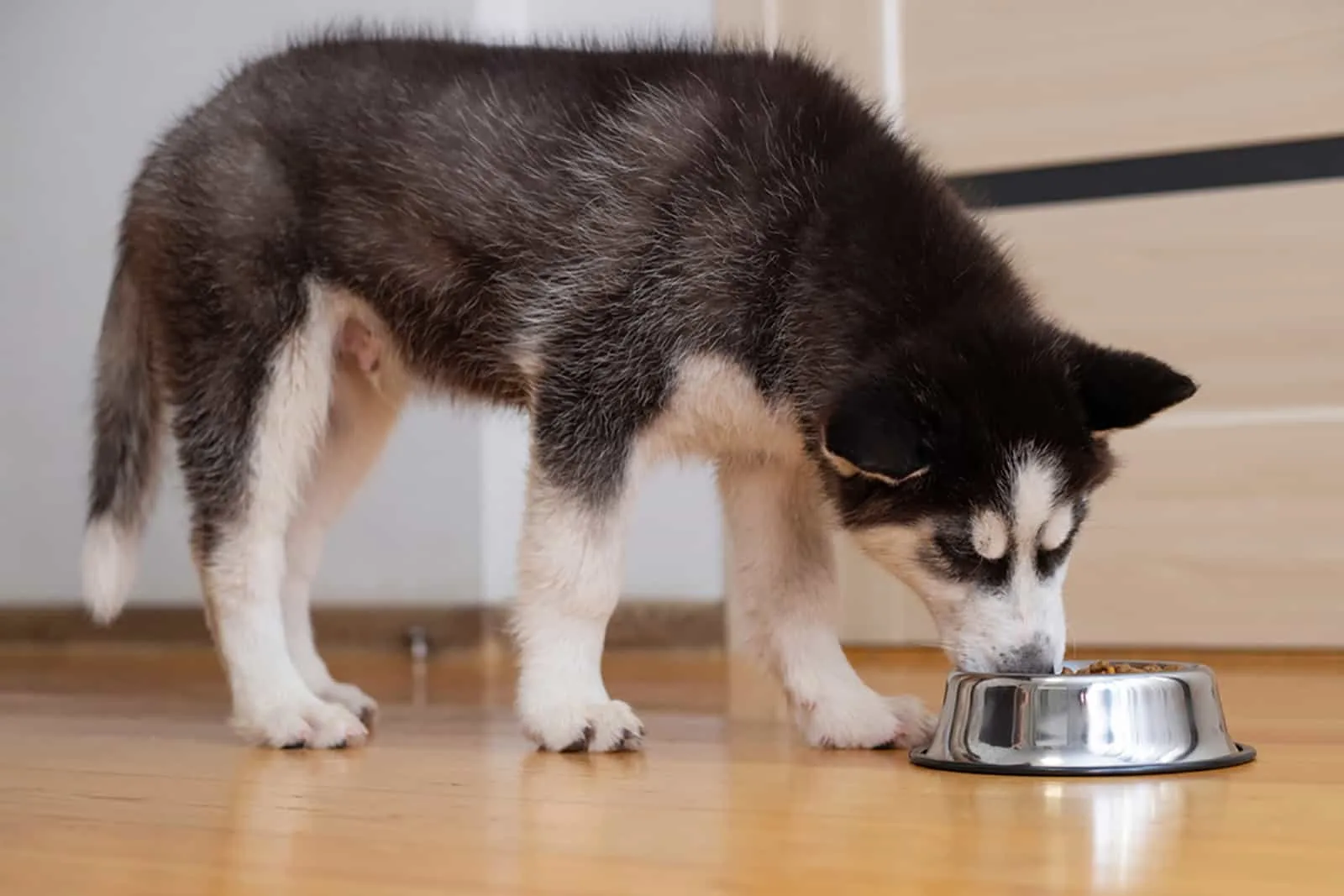 how much should i feed a husky puppy