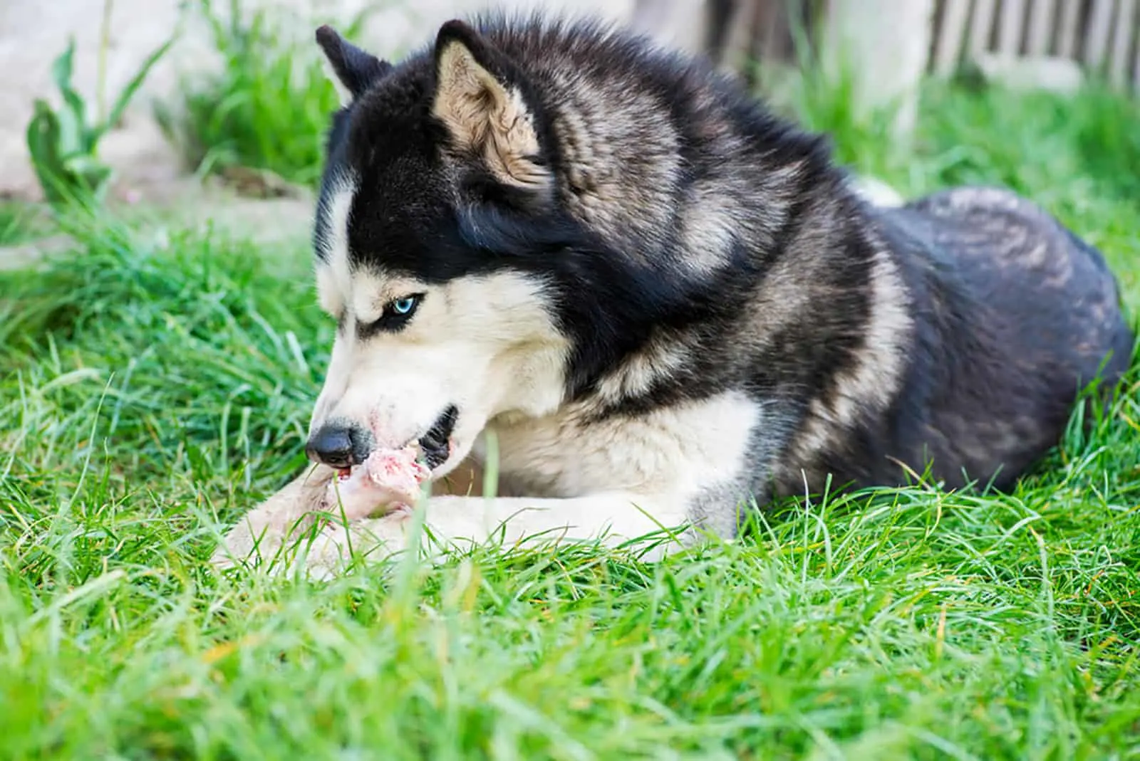 siberian husky eats bone on meadow