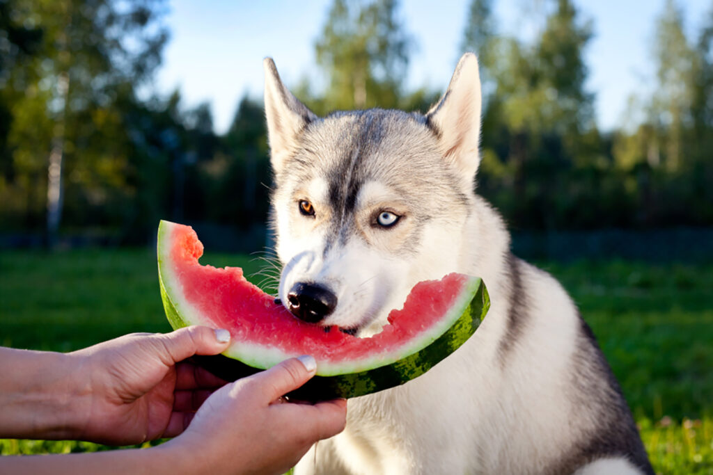 Siberian Husky Feeding Chart How Much Food To Serve food-guide-for-siberian-husky-keep-him-healthy-and-joyful