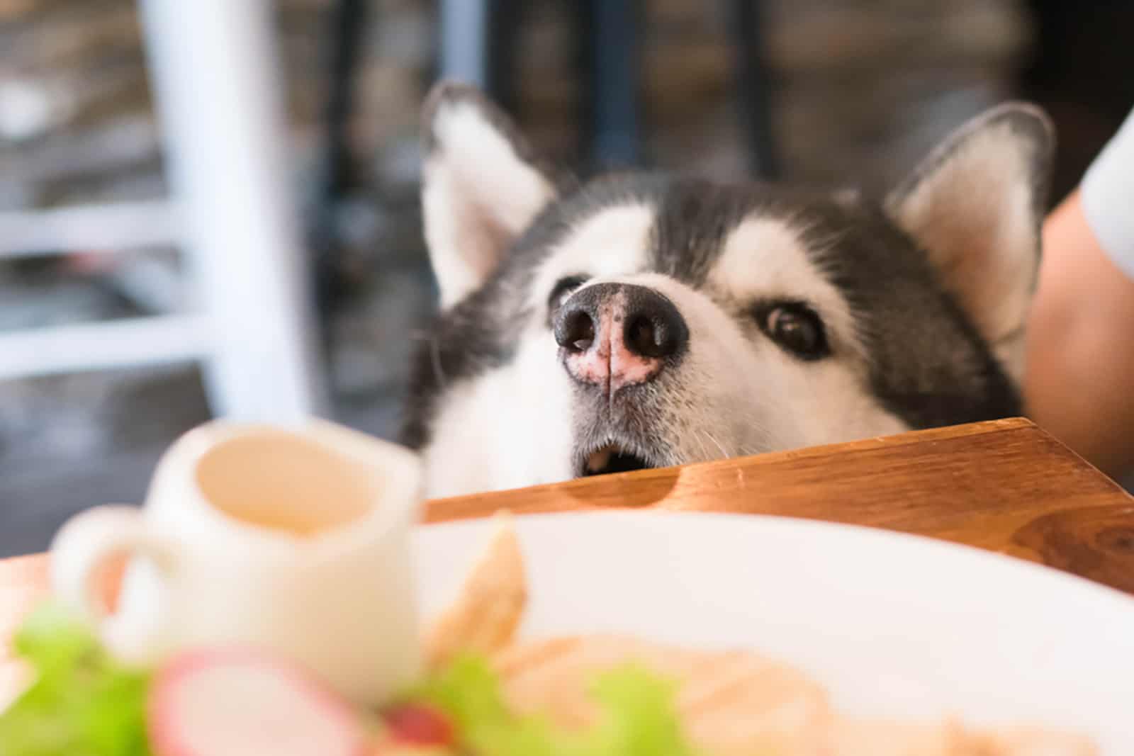 siberian husky sniff food from the table