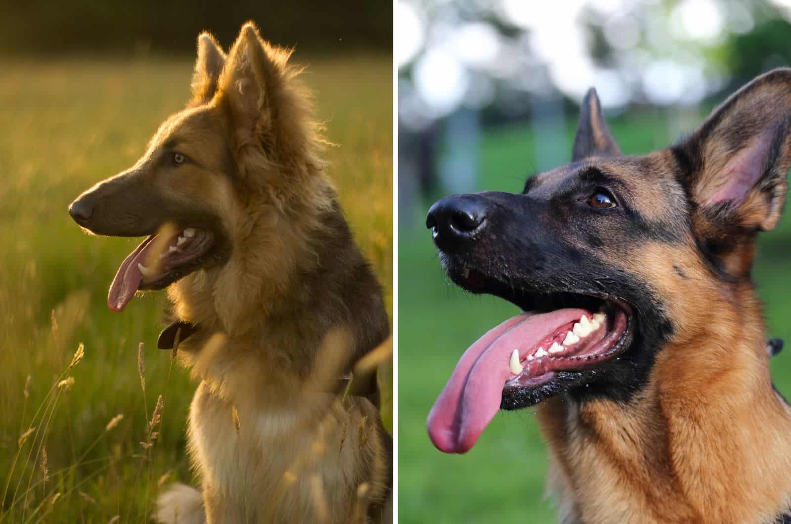 side profile of Long Haired German Shepherd and Short Haired