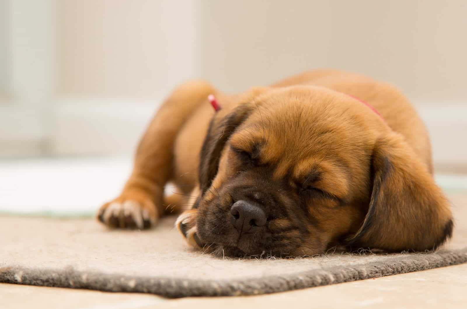 small dog sleeping on bed