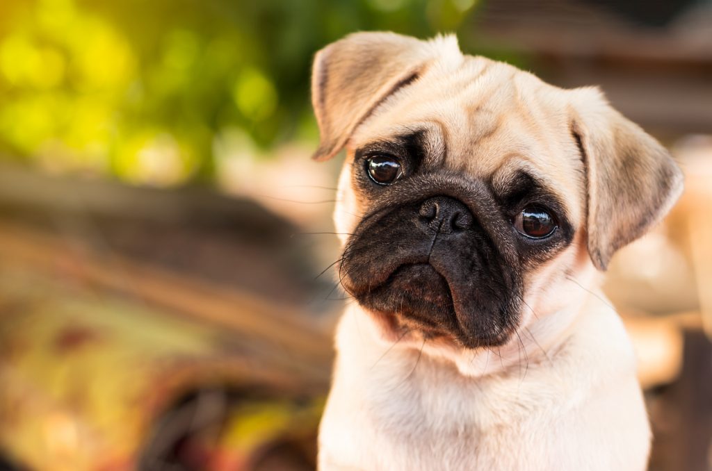 Are Pugs Aggressive? ( 5 Reasons, Signs, And Prevention )