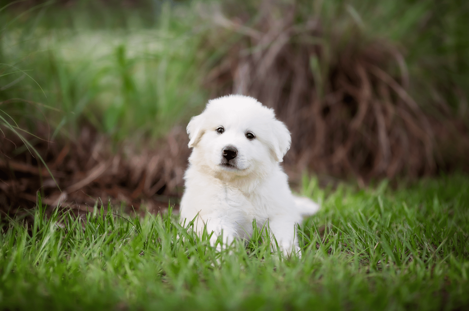 small great pyrenees puppy