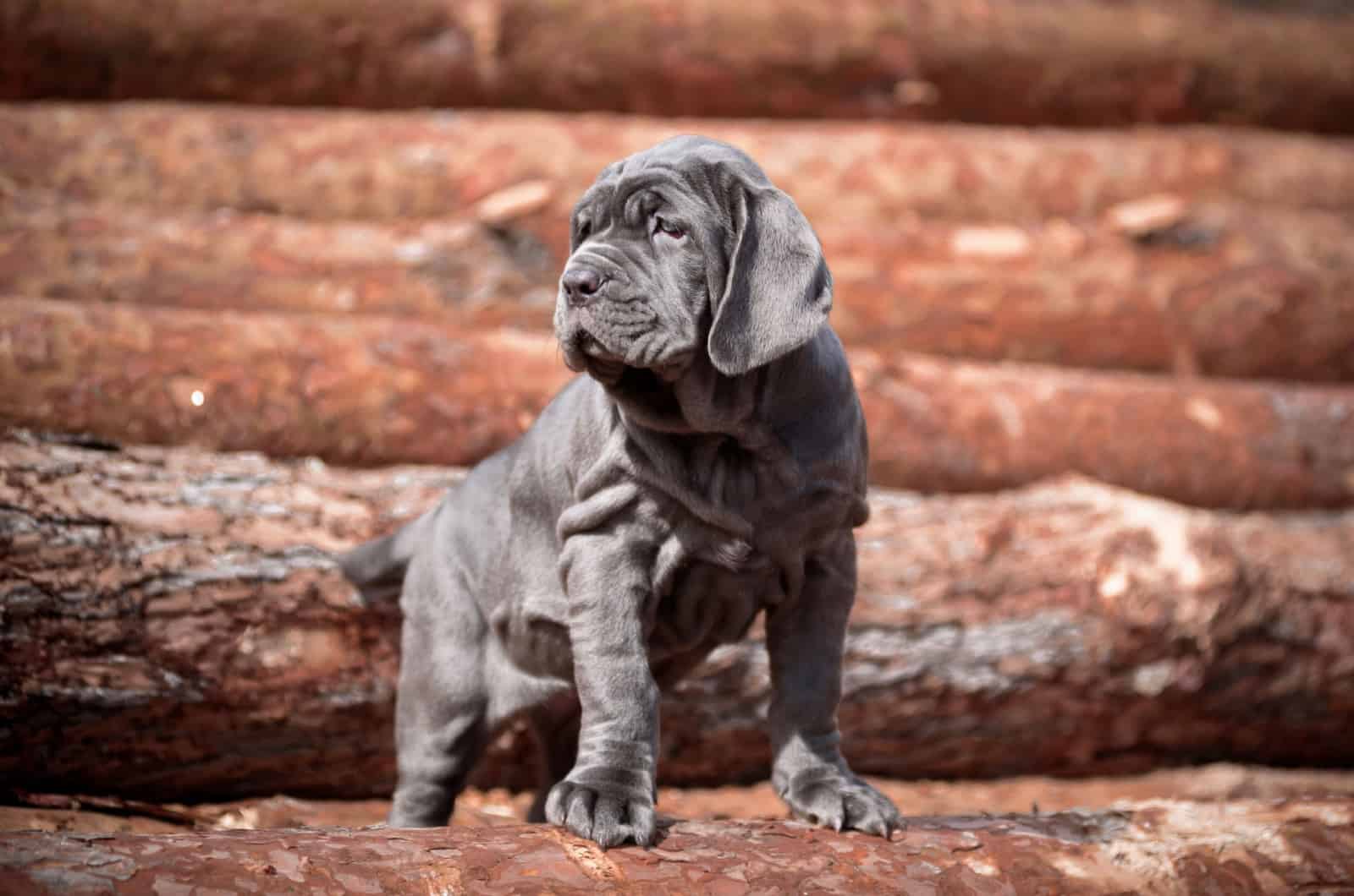 small neapolitan mastiff puppy