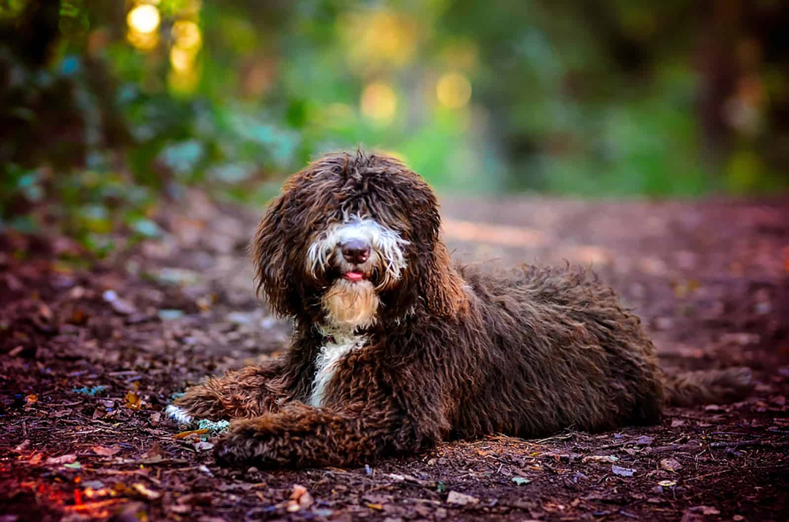 spanish water dog in the forest