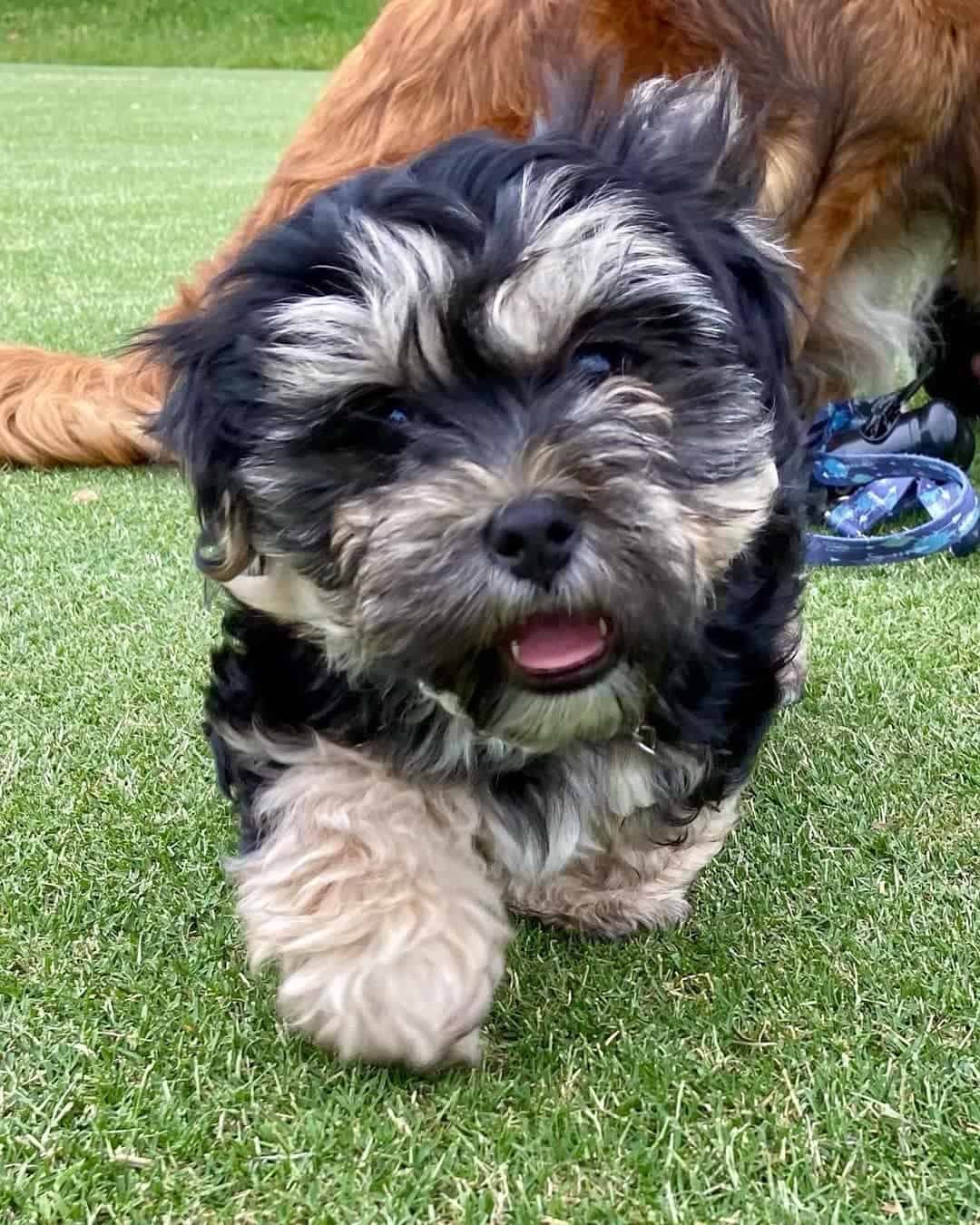 sweet malshipoo walking