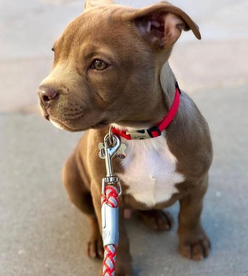 Teacup Pitbull What Are They & Why Are They Special