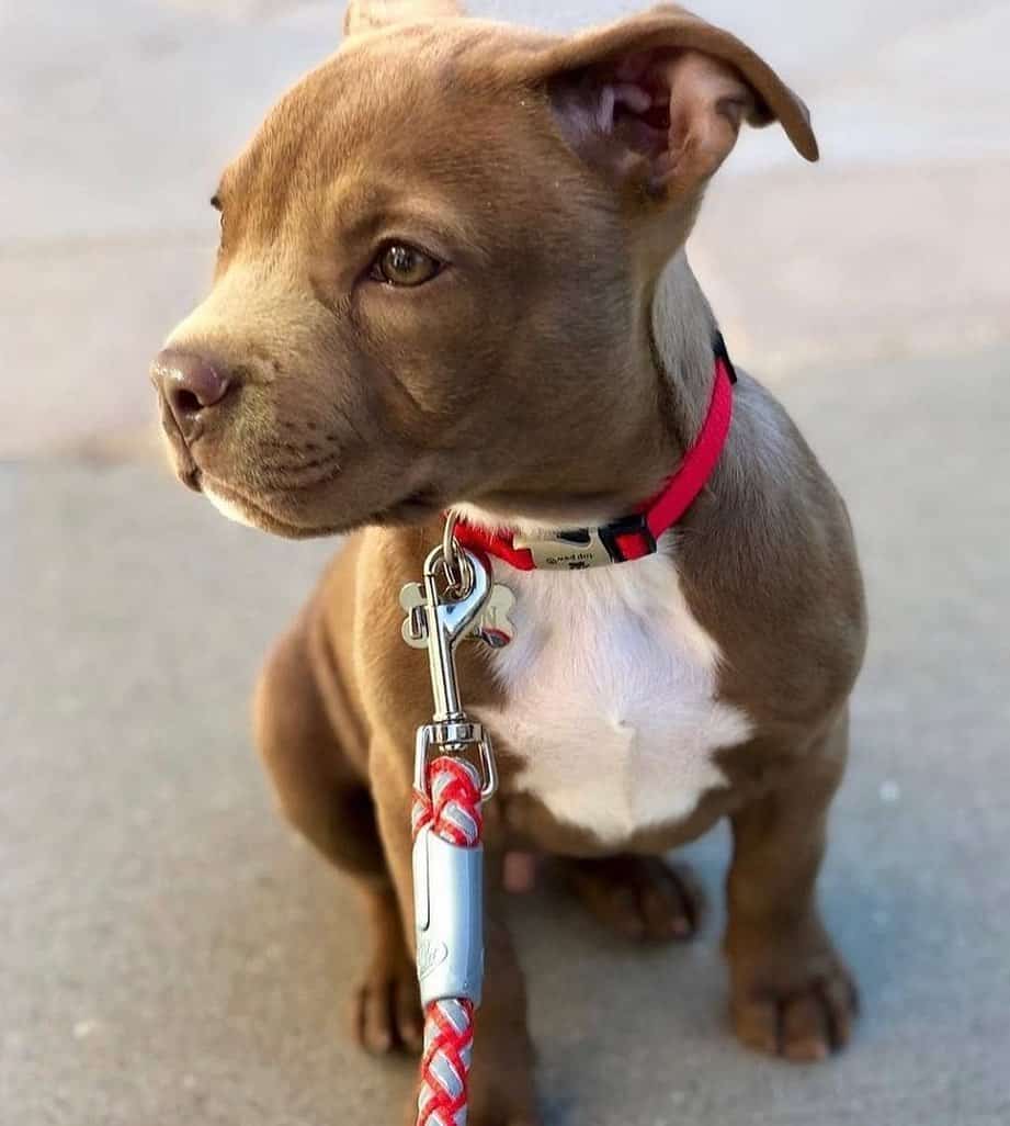 teacup pitbull puppy