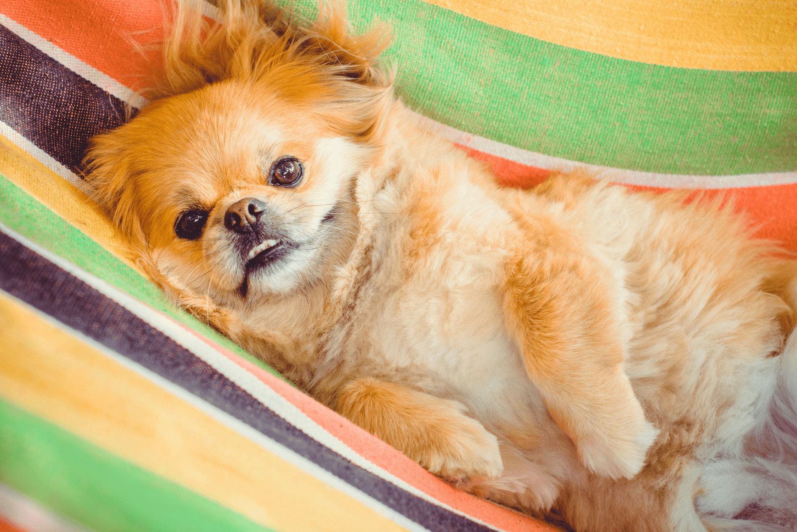 the Pekingese puppy enjoys the swing