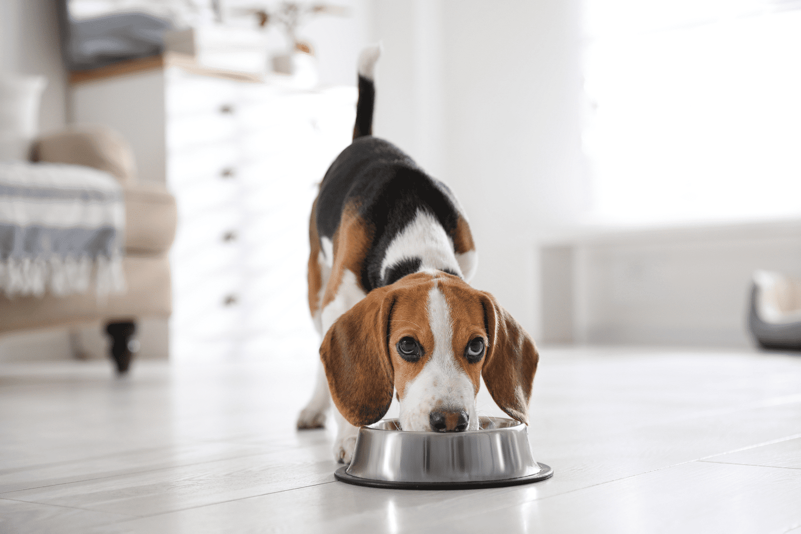 the dog eats from the food bowl