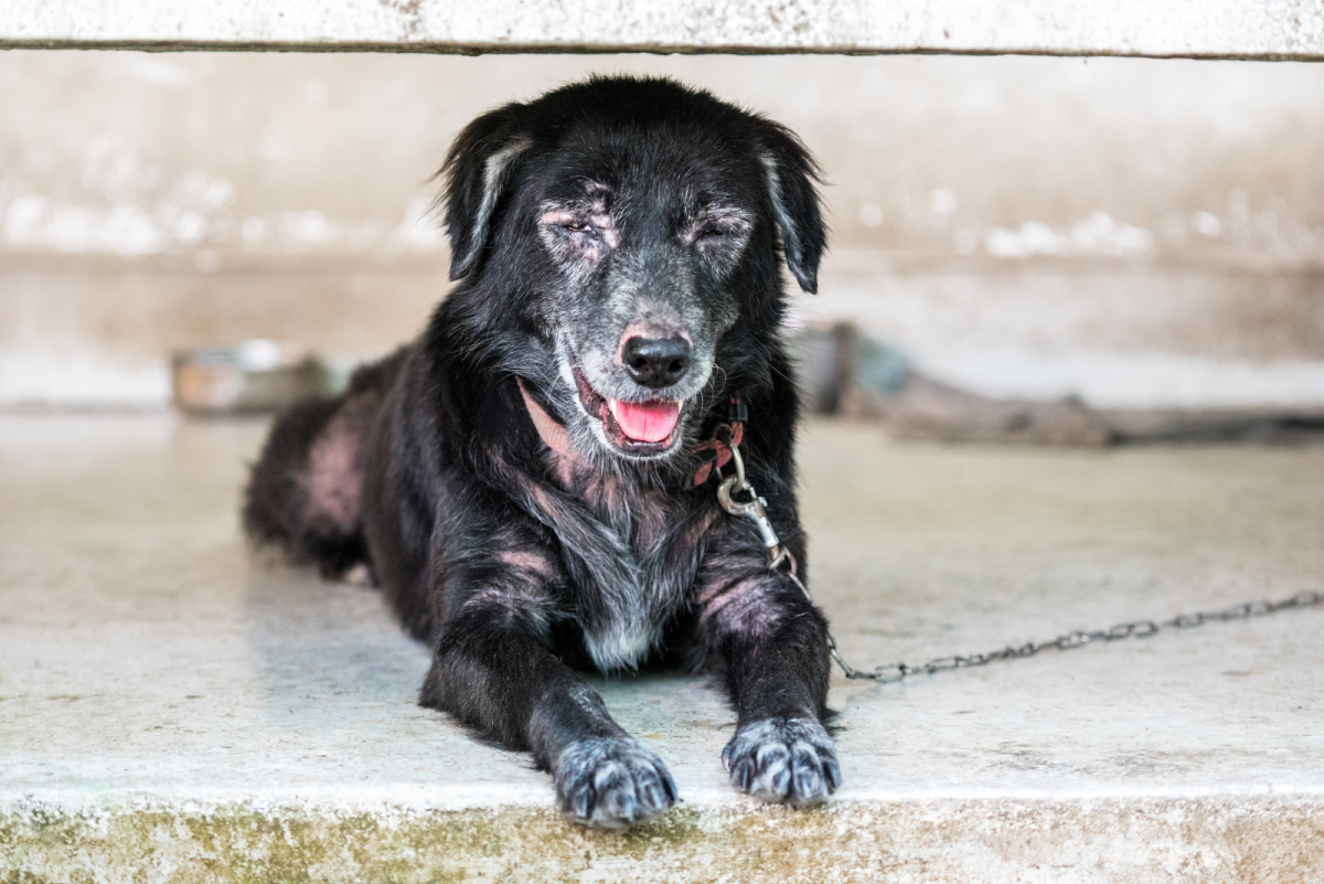 occurrence-of-crusty-scabs-around-dog-s-mouth-9-explanations