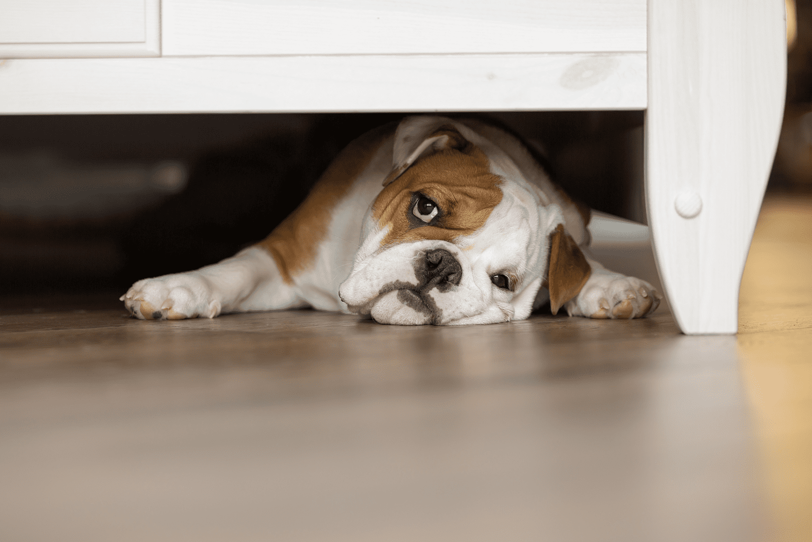 the dog lies on the laminate under the bed and sleeps