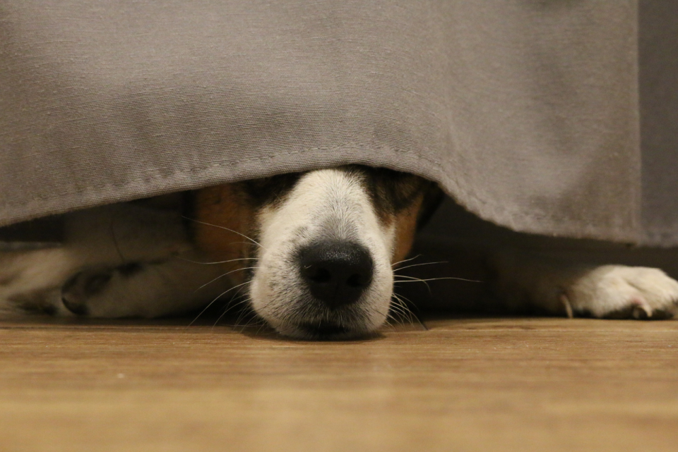 Here Are 13 Reasons Why Your Dog Is Sleeping Under The Bed