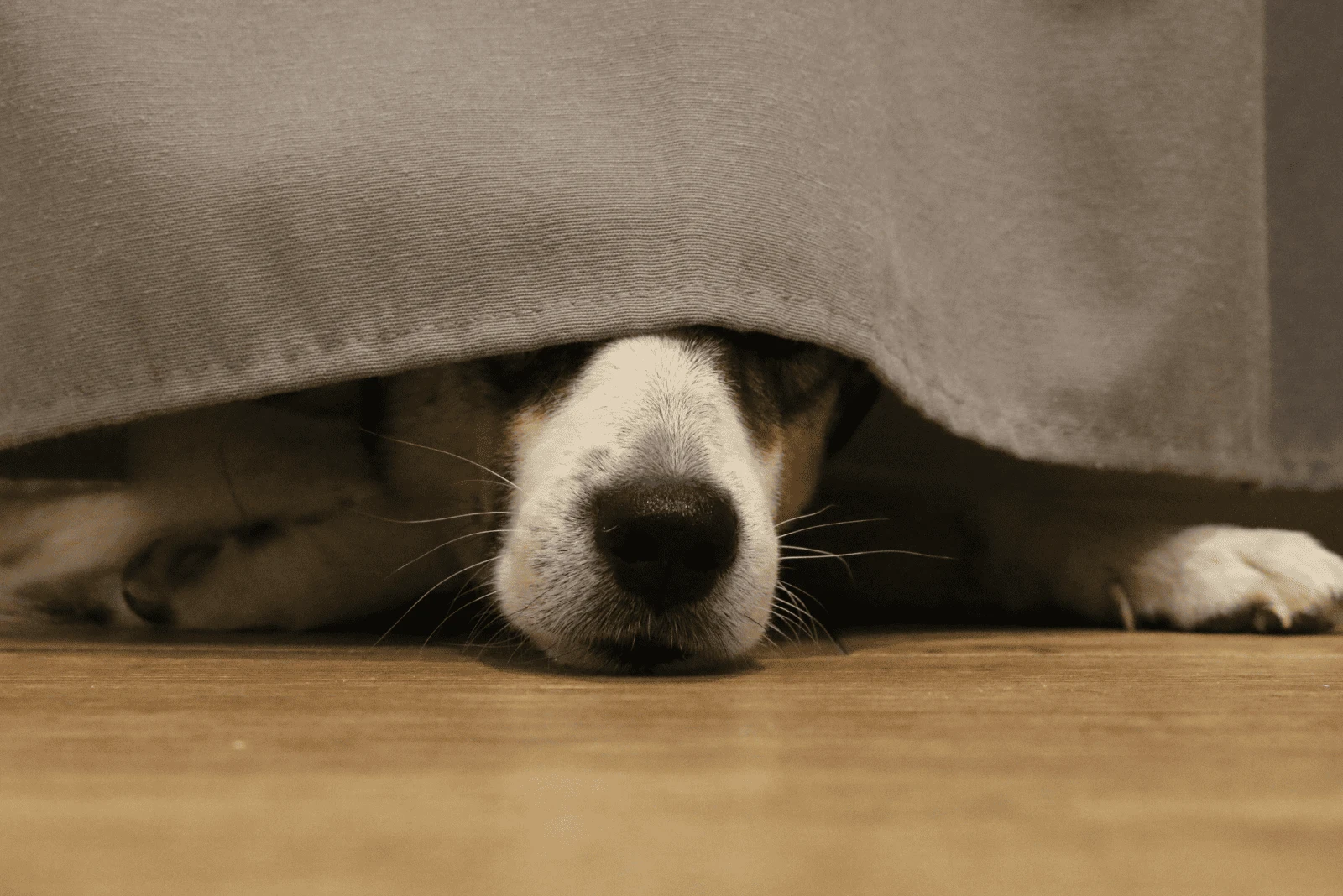 the dog peeks out from under the bed