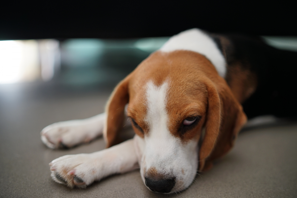 Here Are 13 Reasons Why Your Dog Is Sleeping Under The Bed