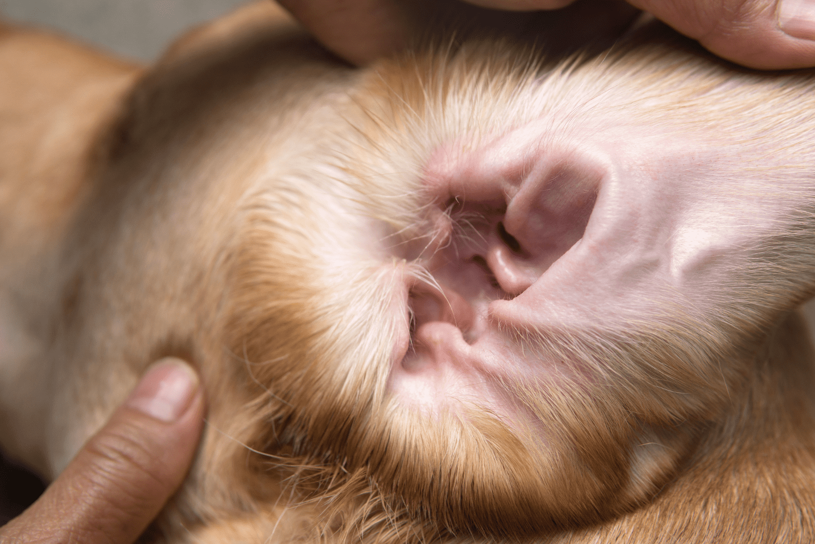 the vet examines the labrador's ear