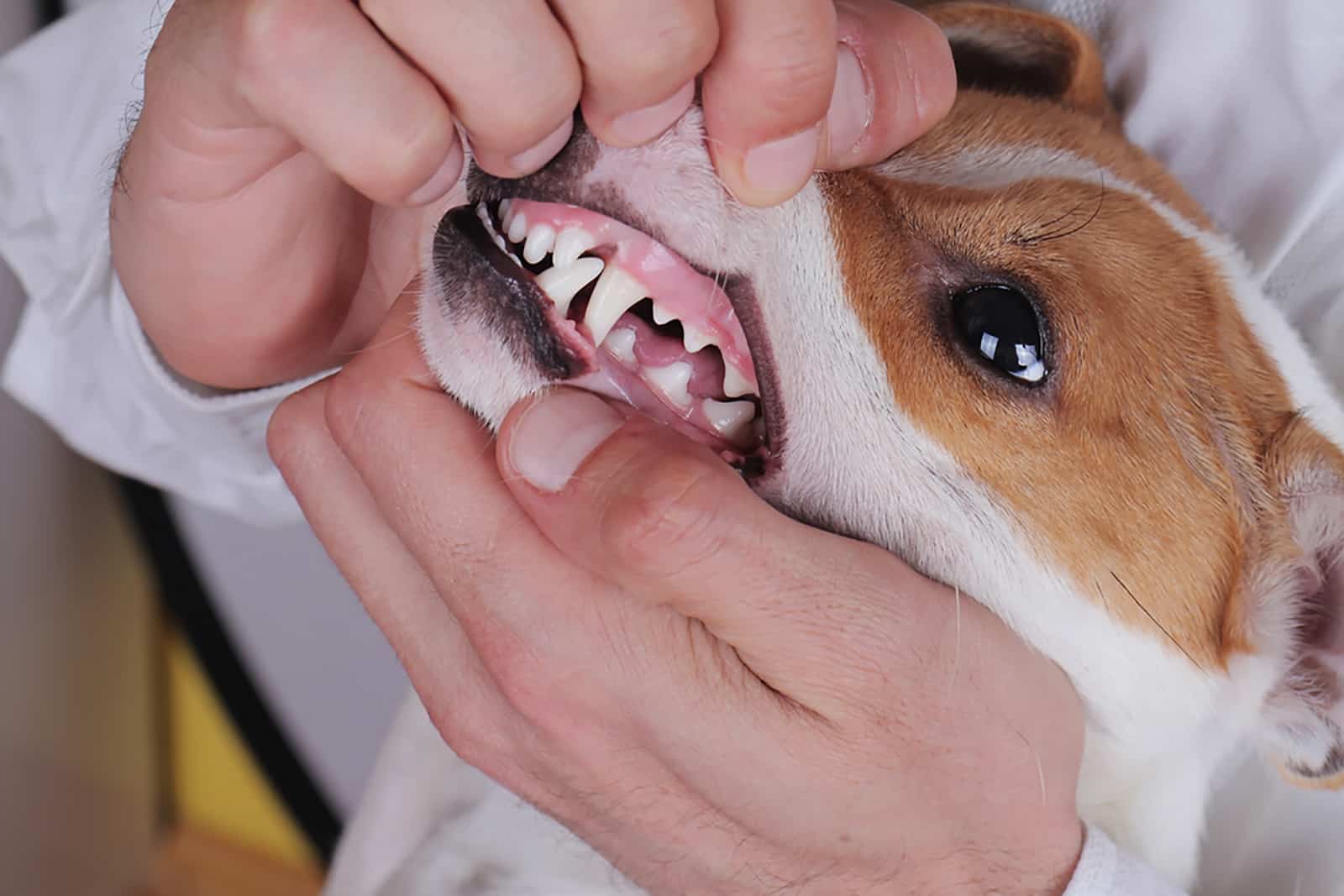 the veterinarian checks dog's gums at examination