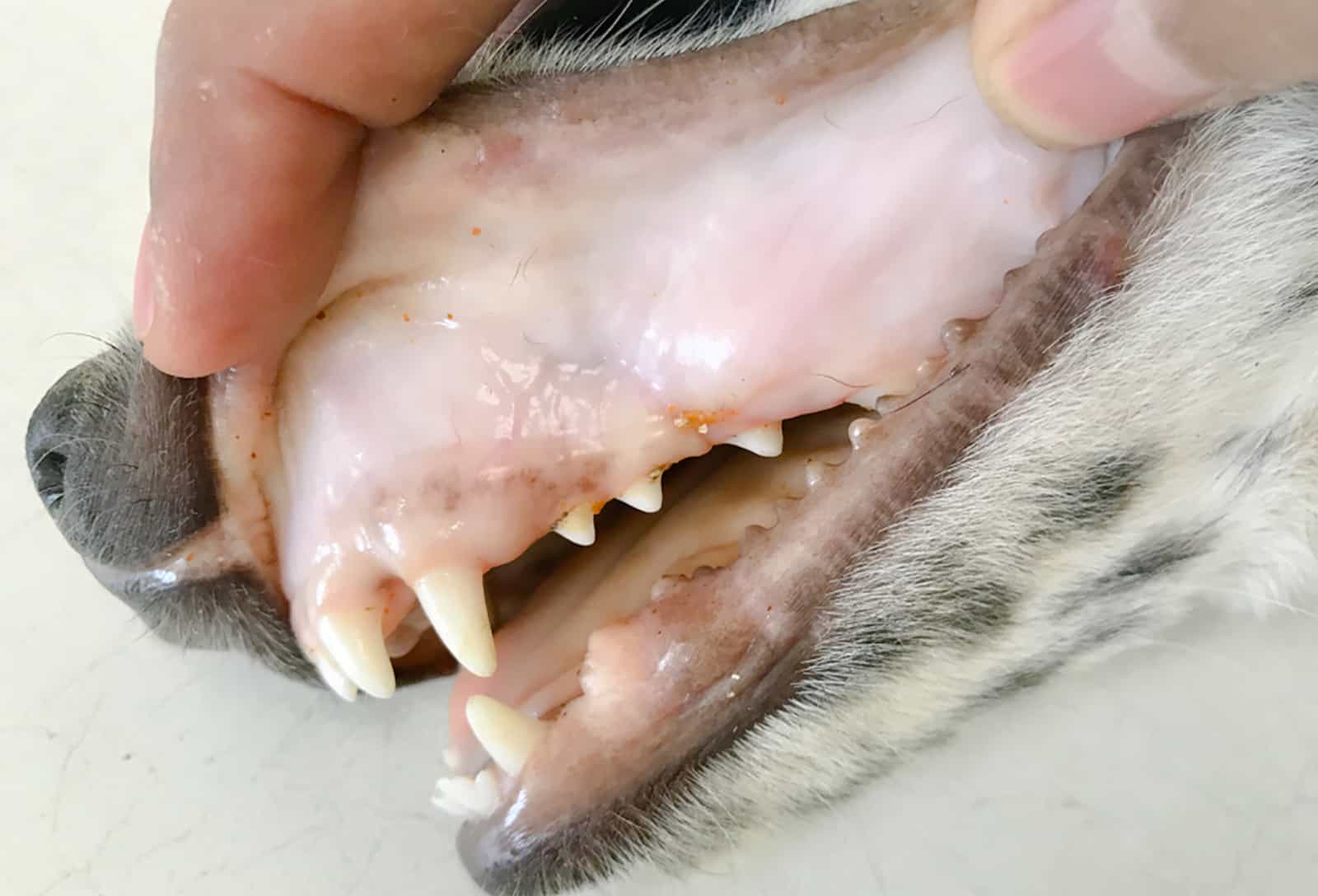 the veterinarian examine the patient dog with white gums