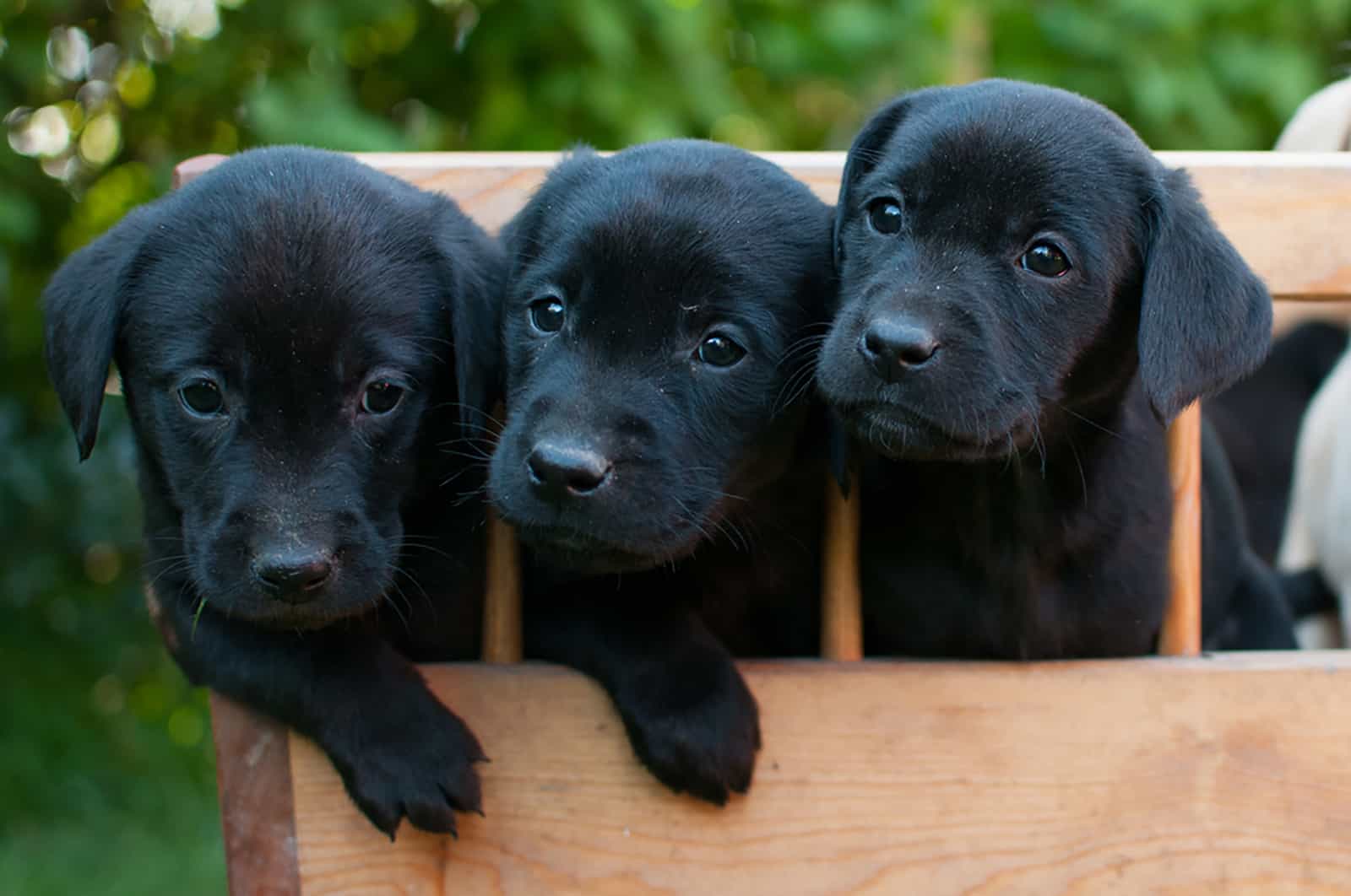 three black labrador puppies on the trolley