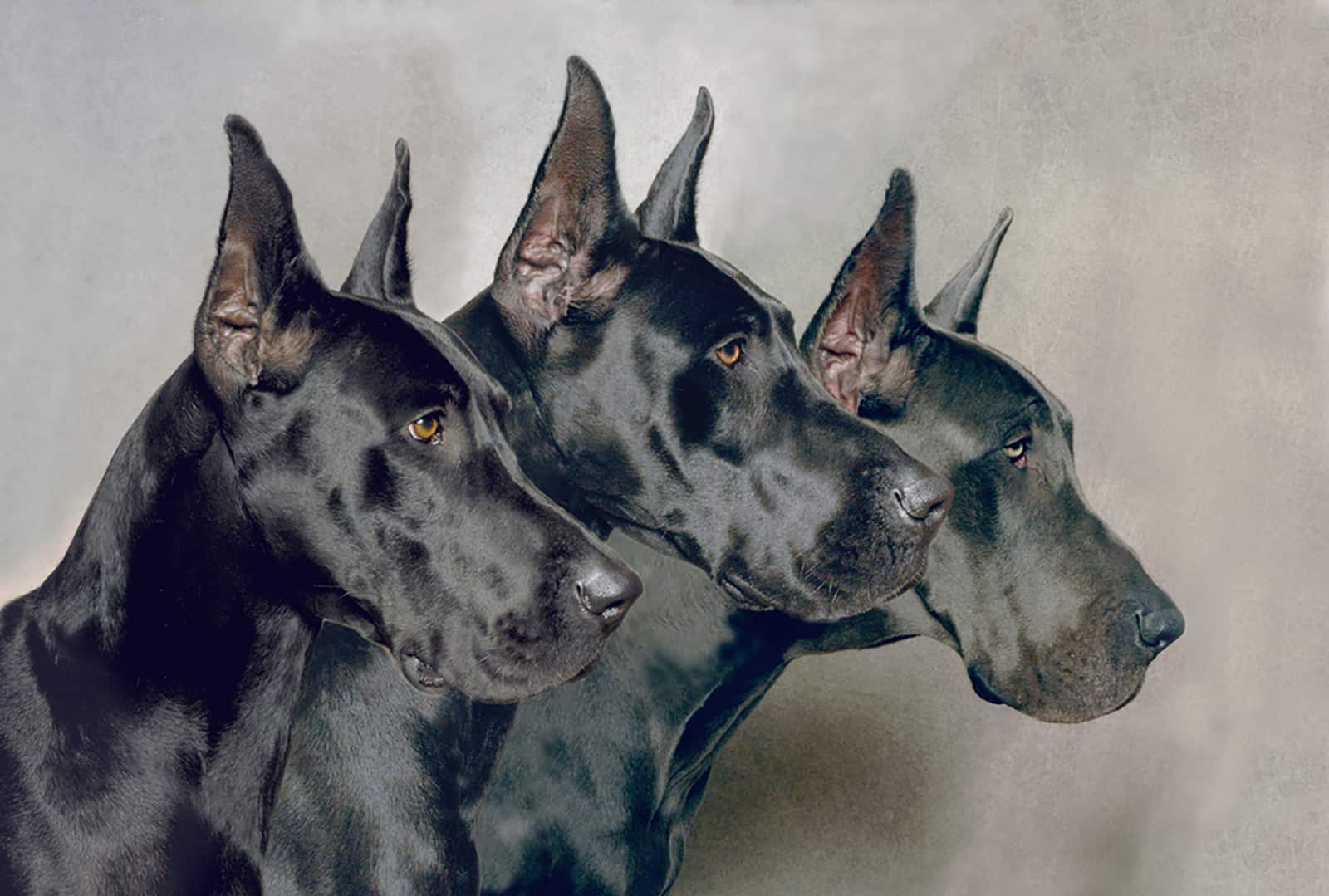 three great dane dogs with cropped ears