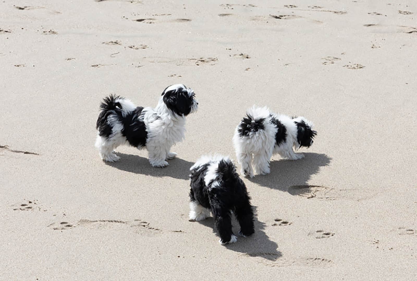 three havanese puppies playing on the beach