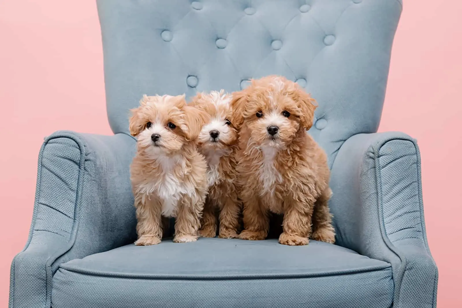 three maltipoo puppies sitting on blue armchair