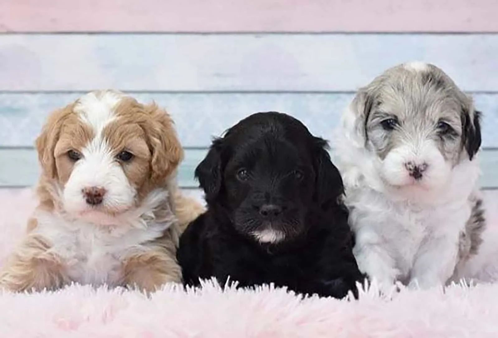 three mini bordoodle puppies lying on the carpet