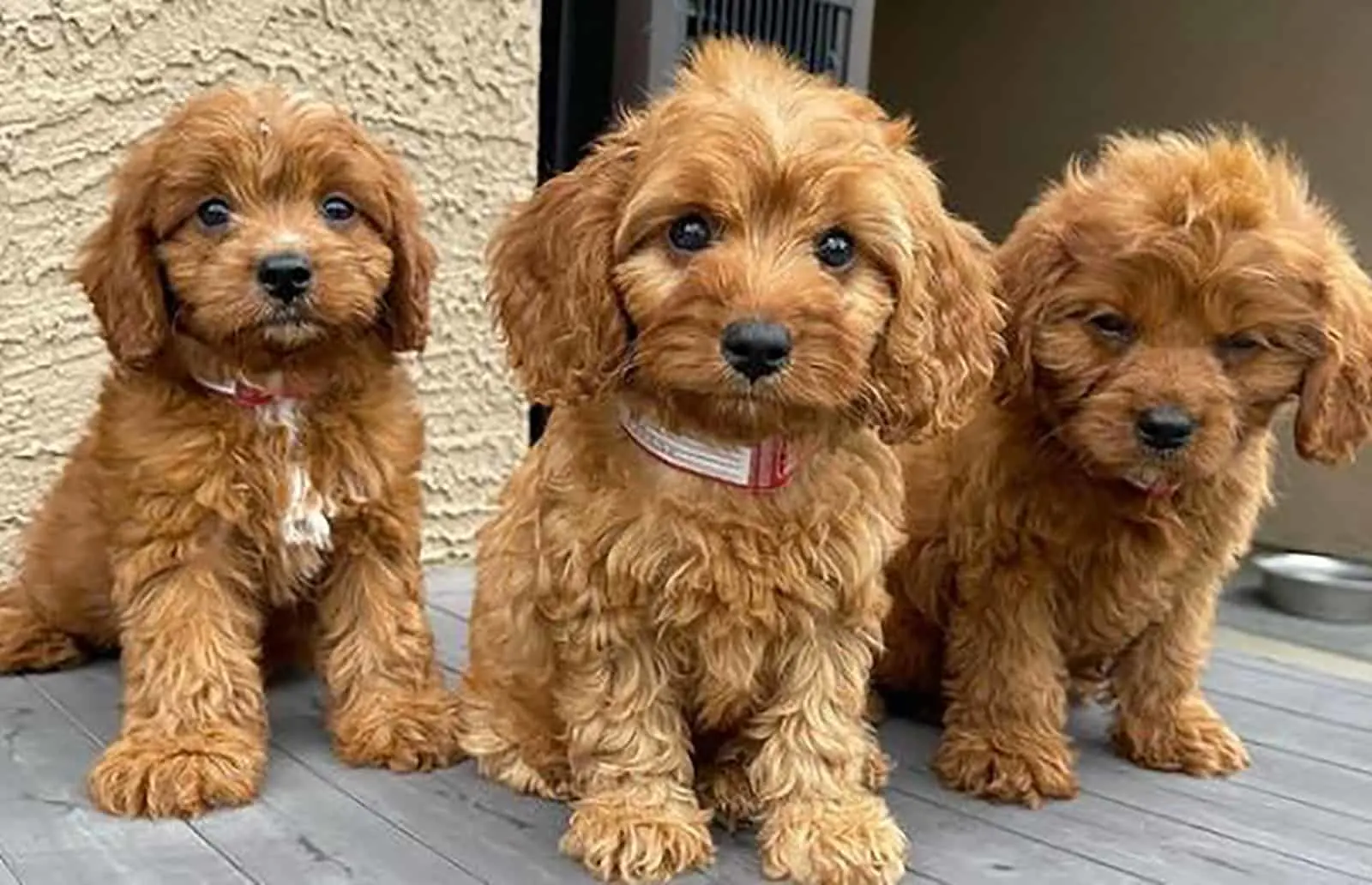 three mini cavapoo puppies sitting outdoors