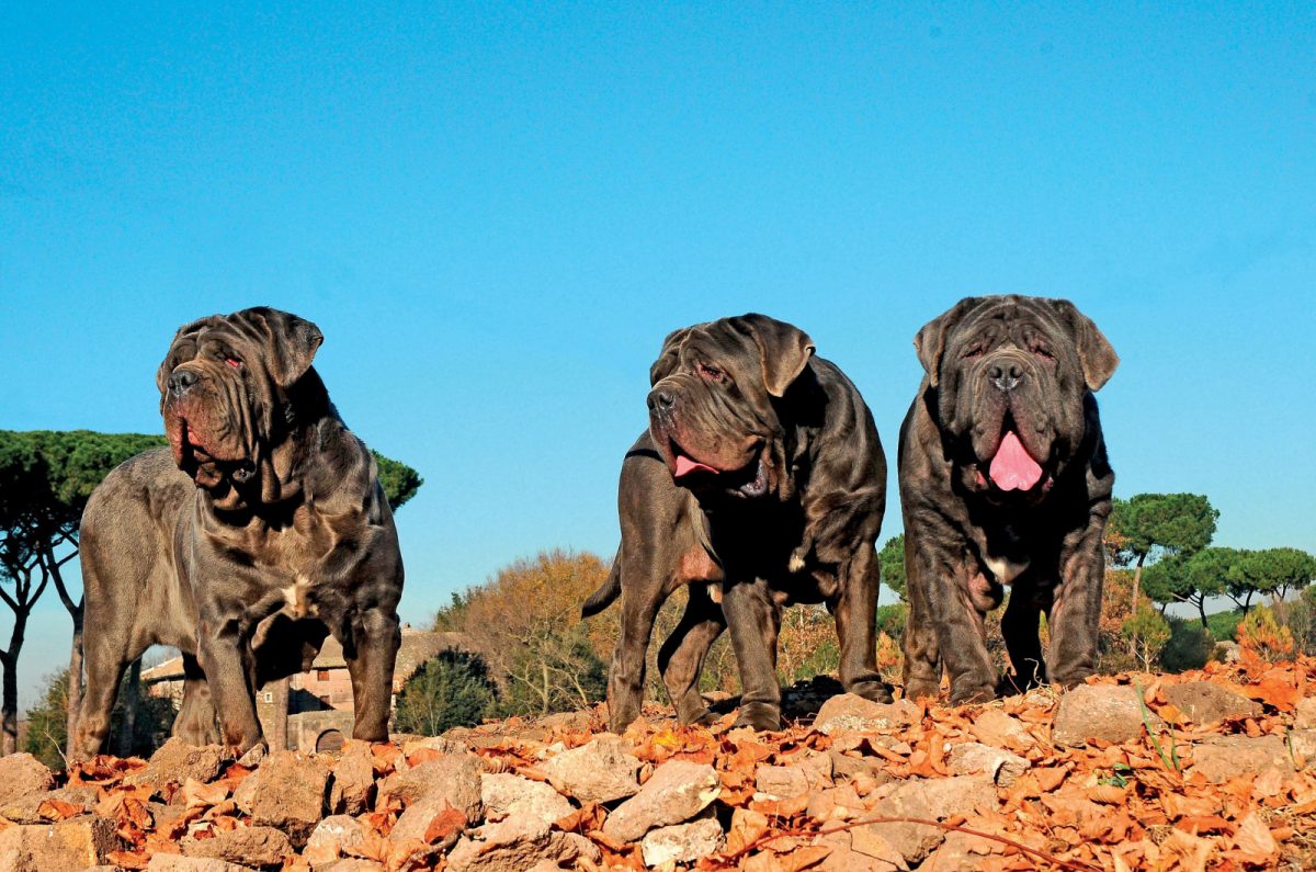 Neapolitan Mastiff Breeders 8 Tastes Of Italy