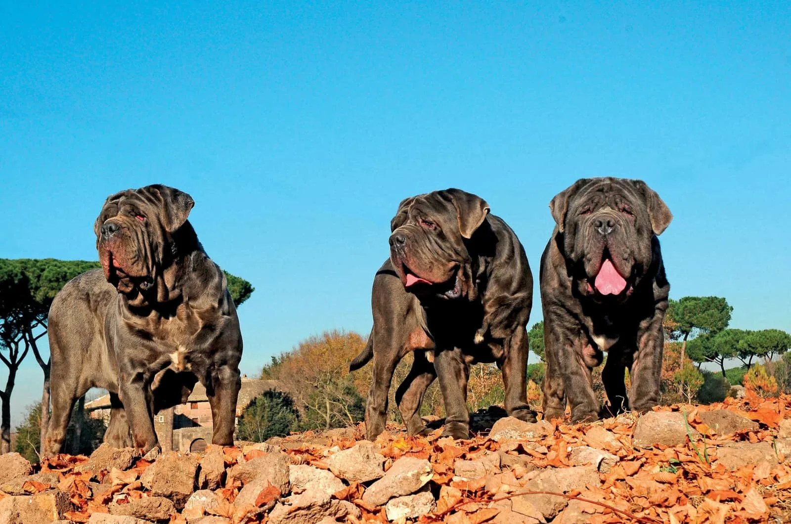 three neapolitan mastiffs