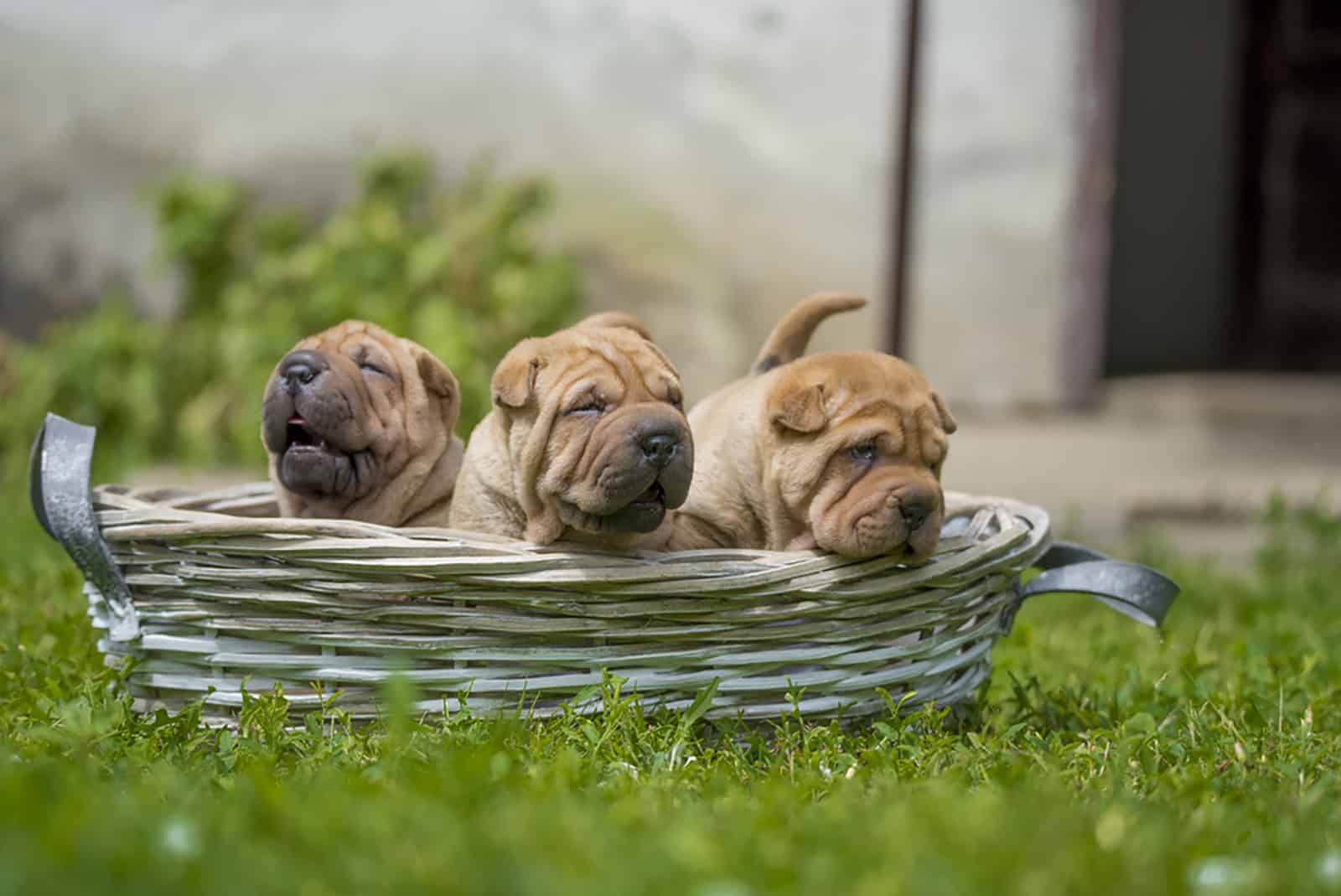 three shar pei puppies in a basket