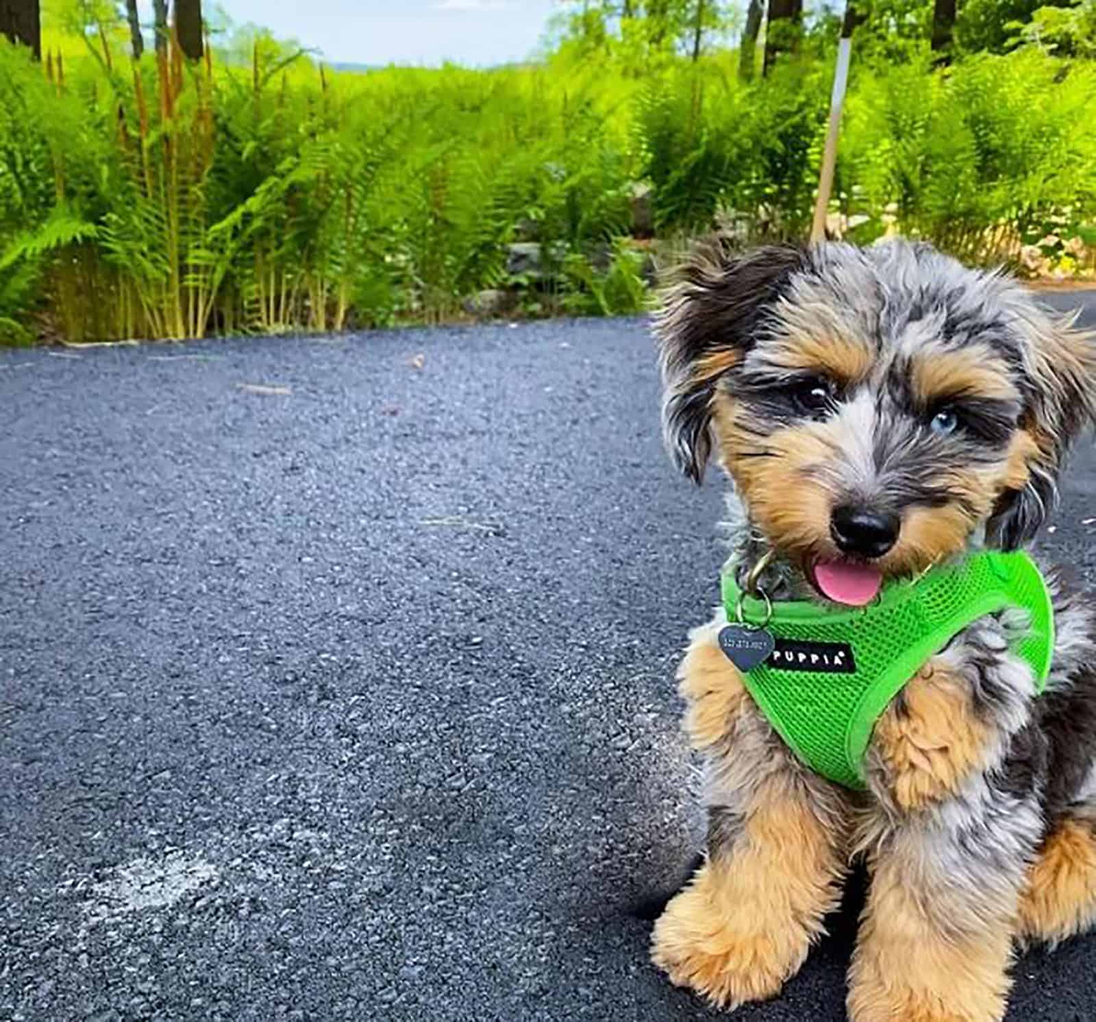 tiny bernedoodle dog sitting on the road