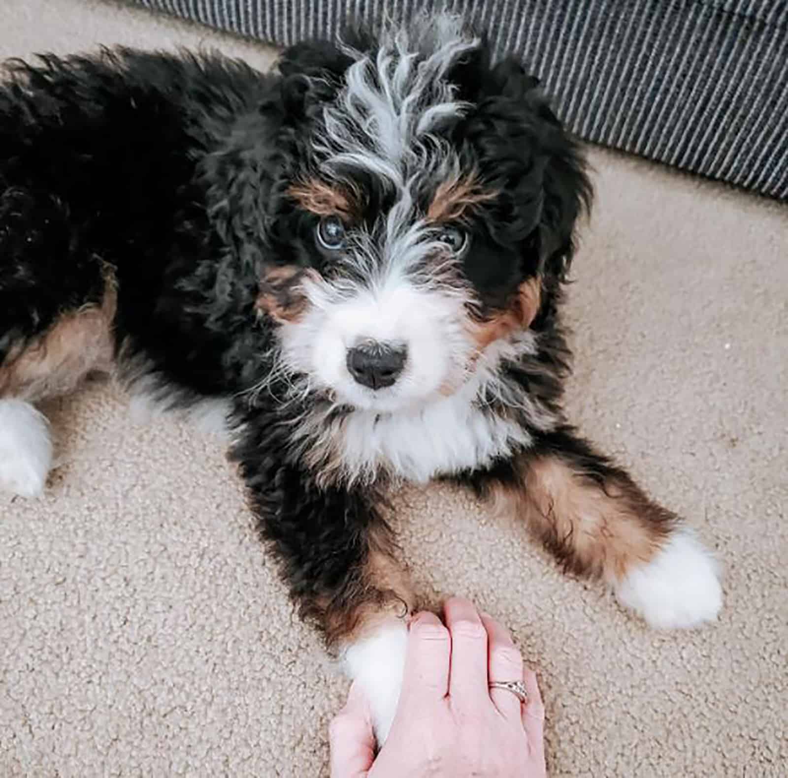 tiny bernedoodle lying down on the carpet