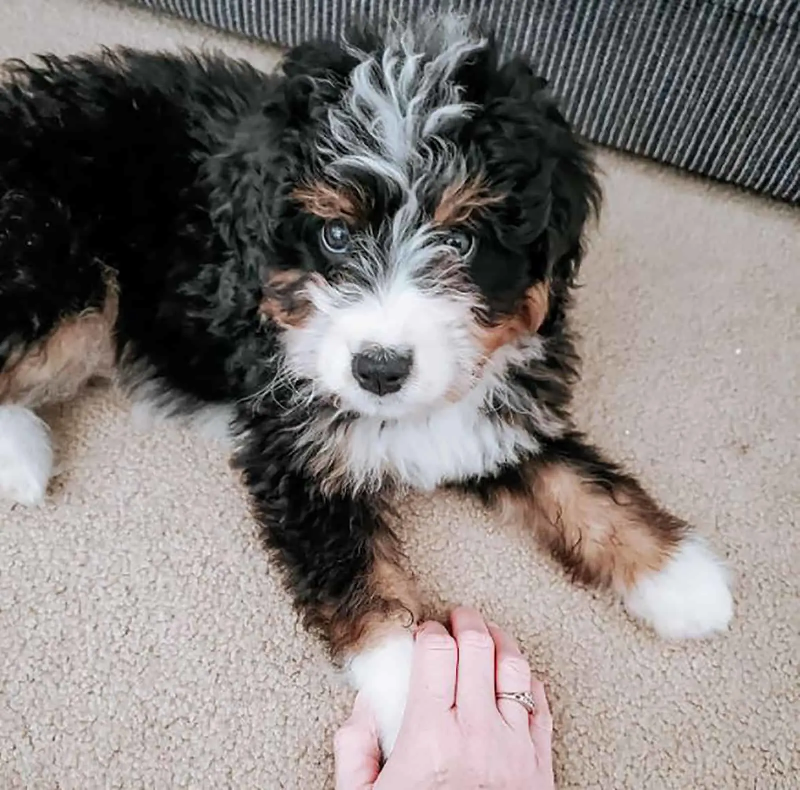 Is Toy Bernedoodle A Dog For You?