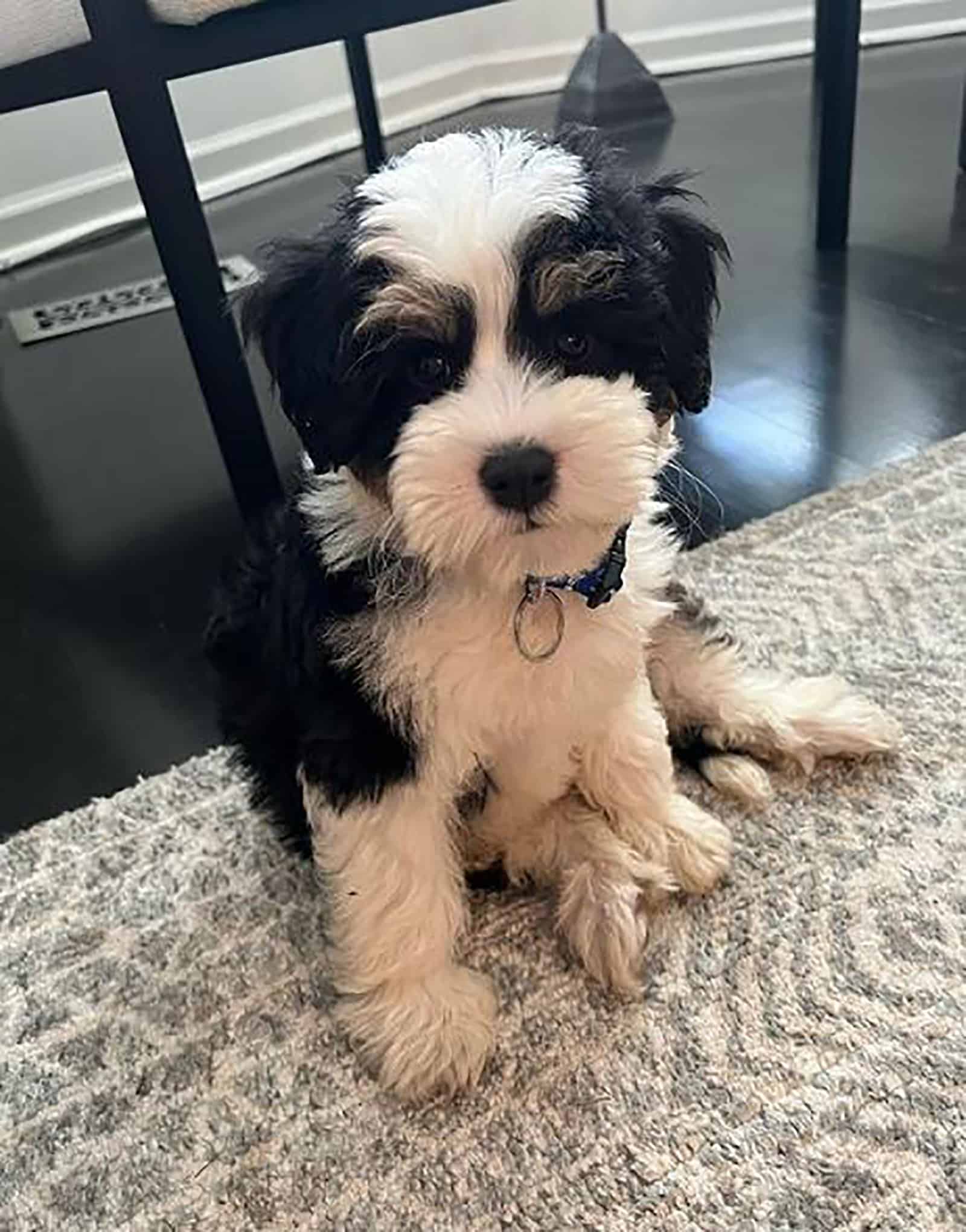 tiny bernedoodle sitting on the carpet