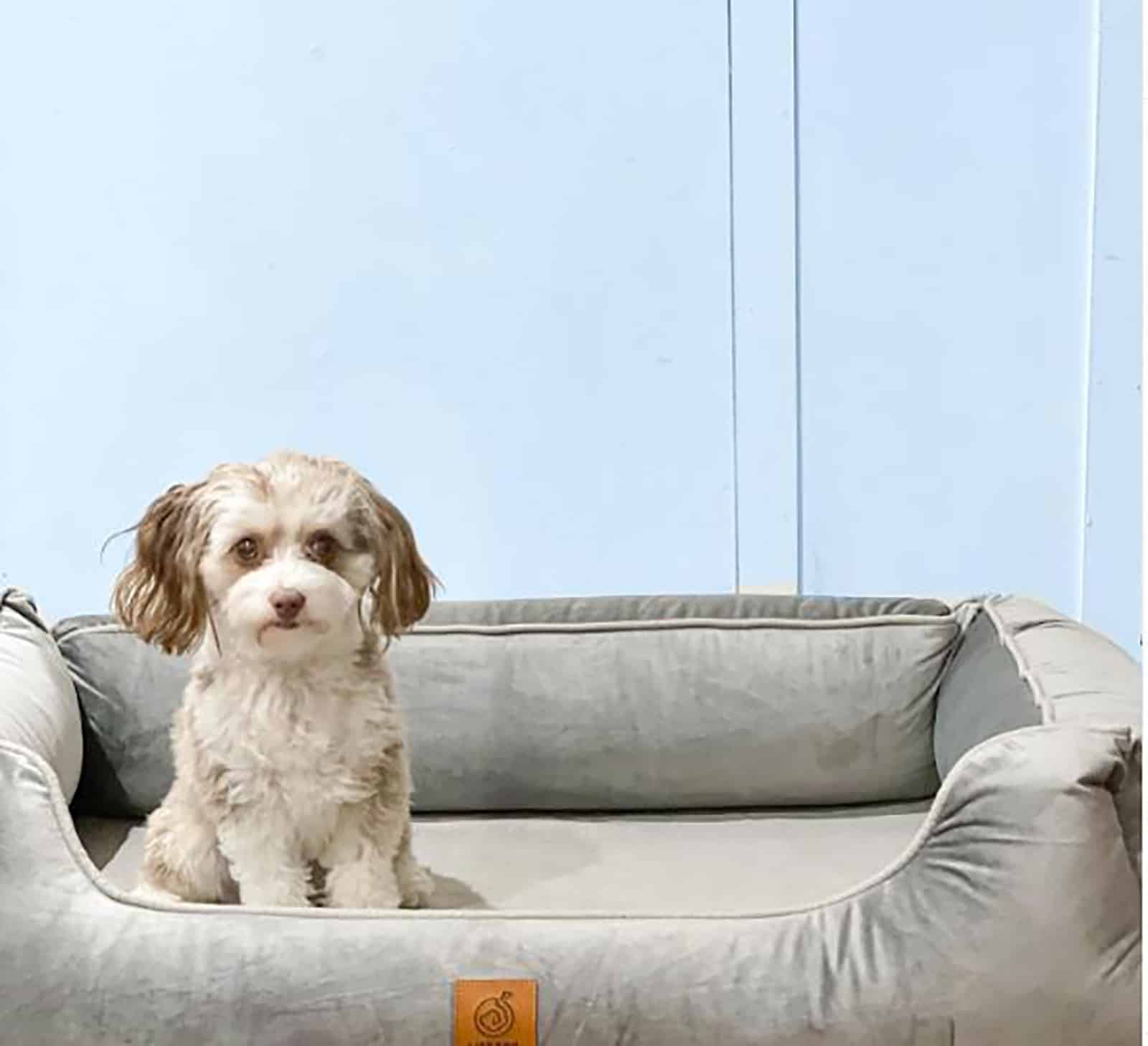 toy aussiedoodle dog sittting in the bed