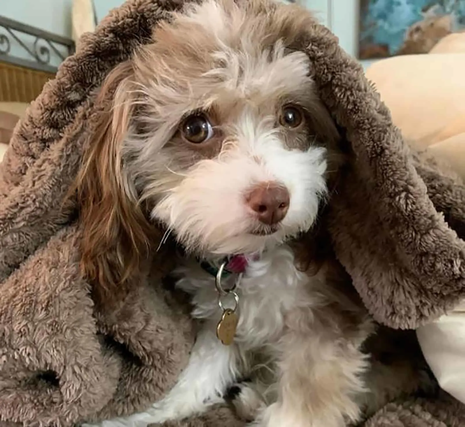 toy aussiedoodle dog lying under blanket